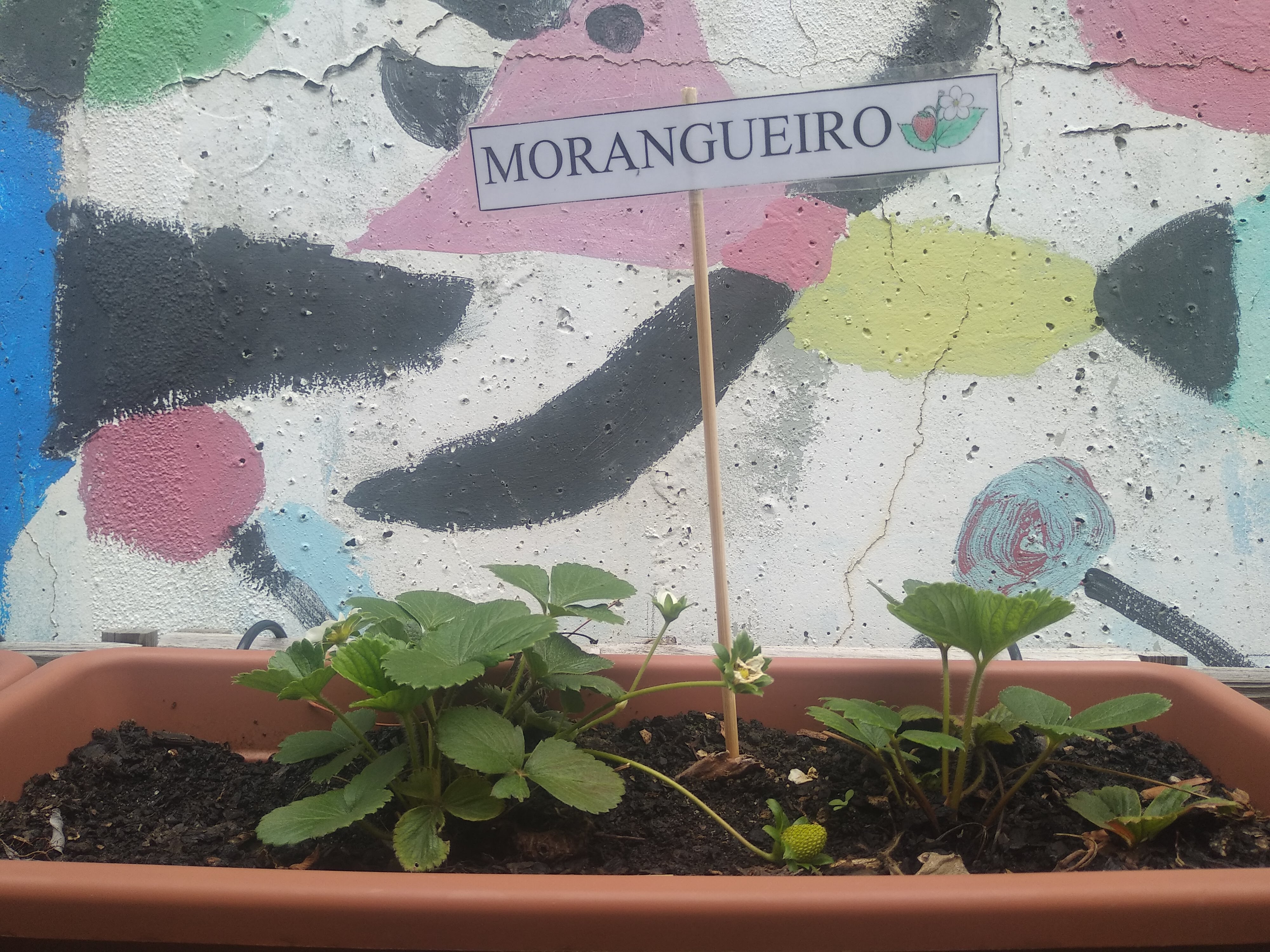 transplantar morangueiros