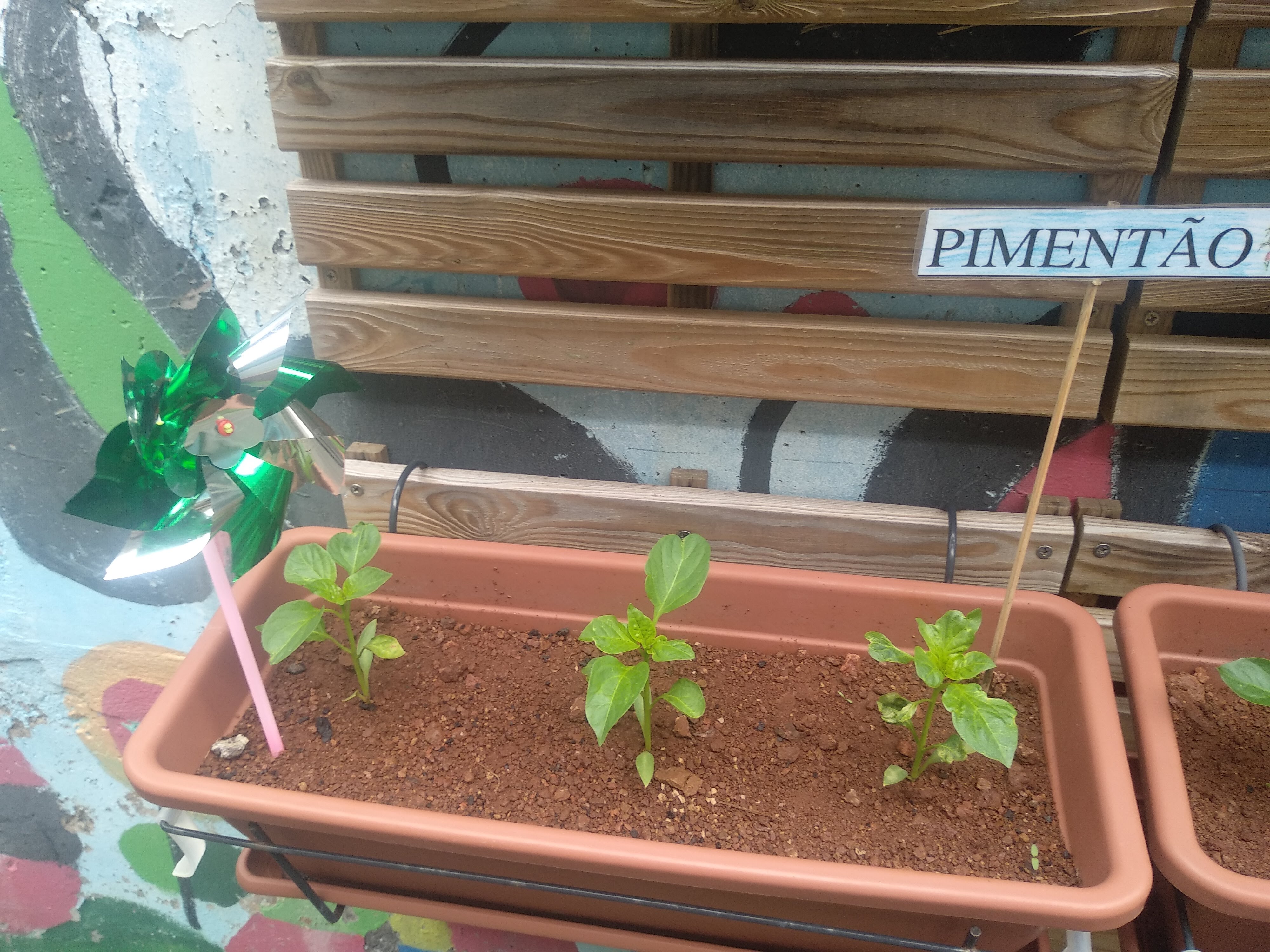 plantação pimentão