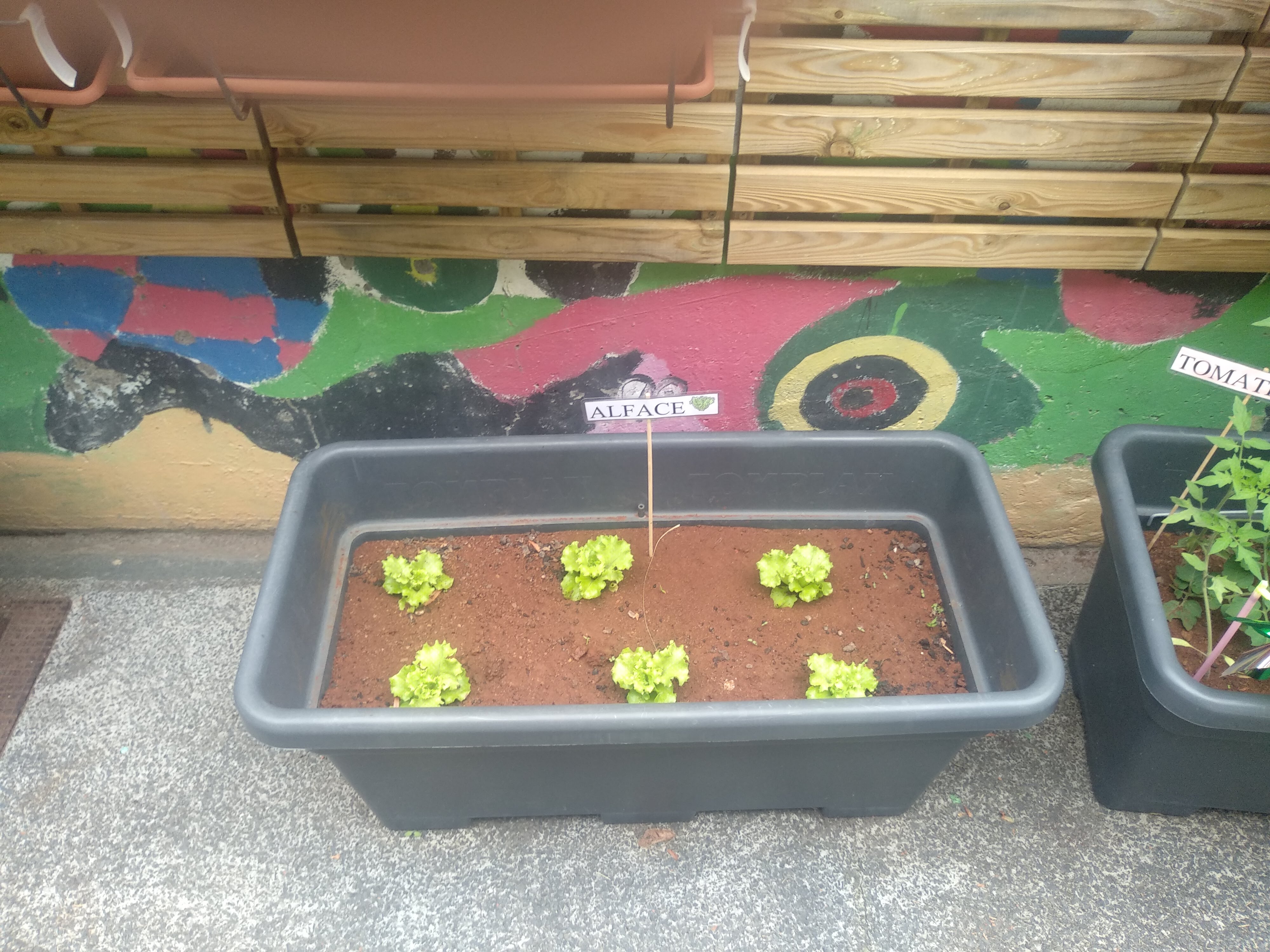 plantação alfaces