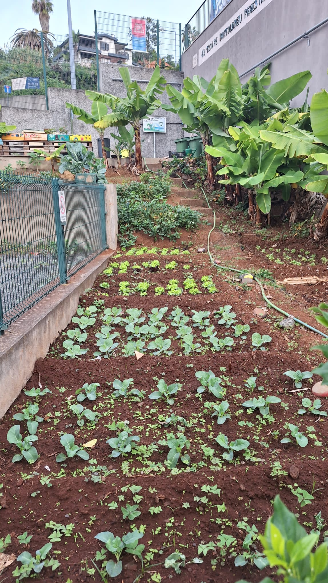 Resultado da primeira plantação das hortaliças