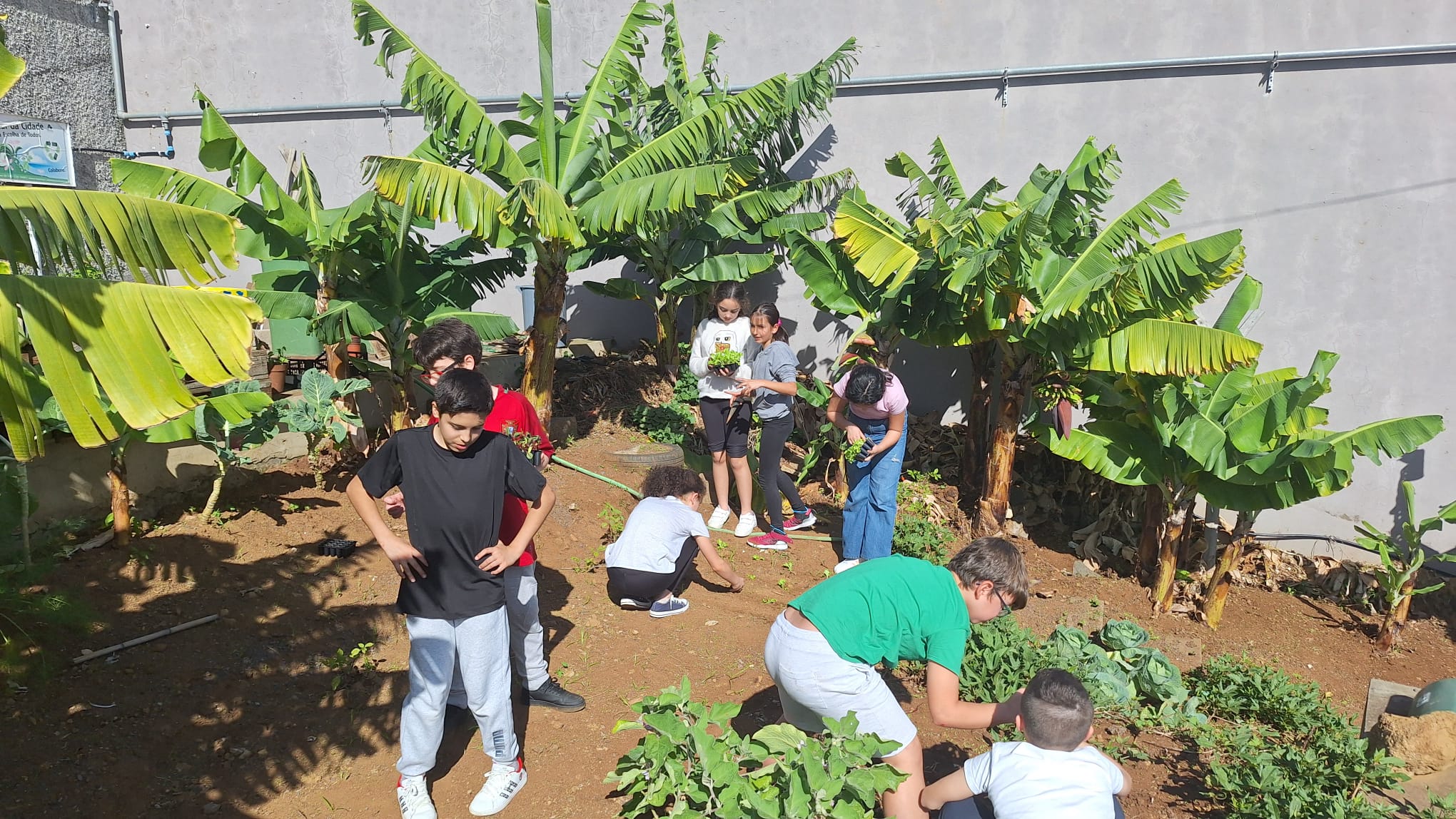 Nova plantação de alfaces e beterrabas