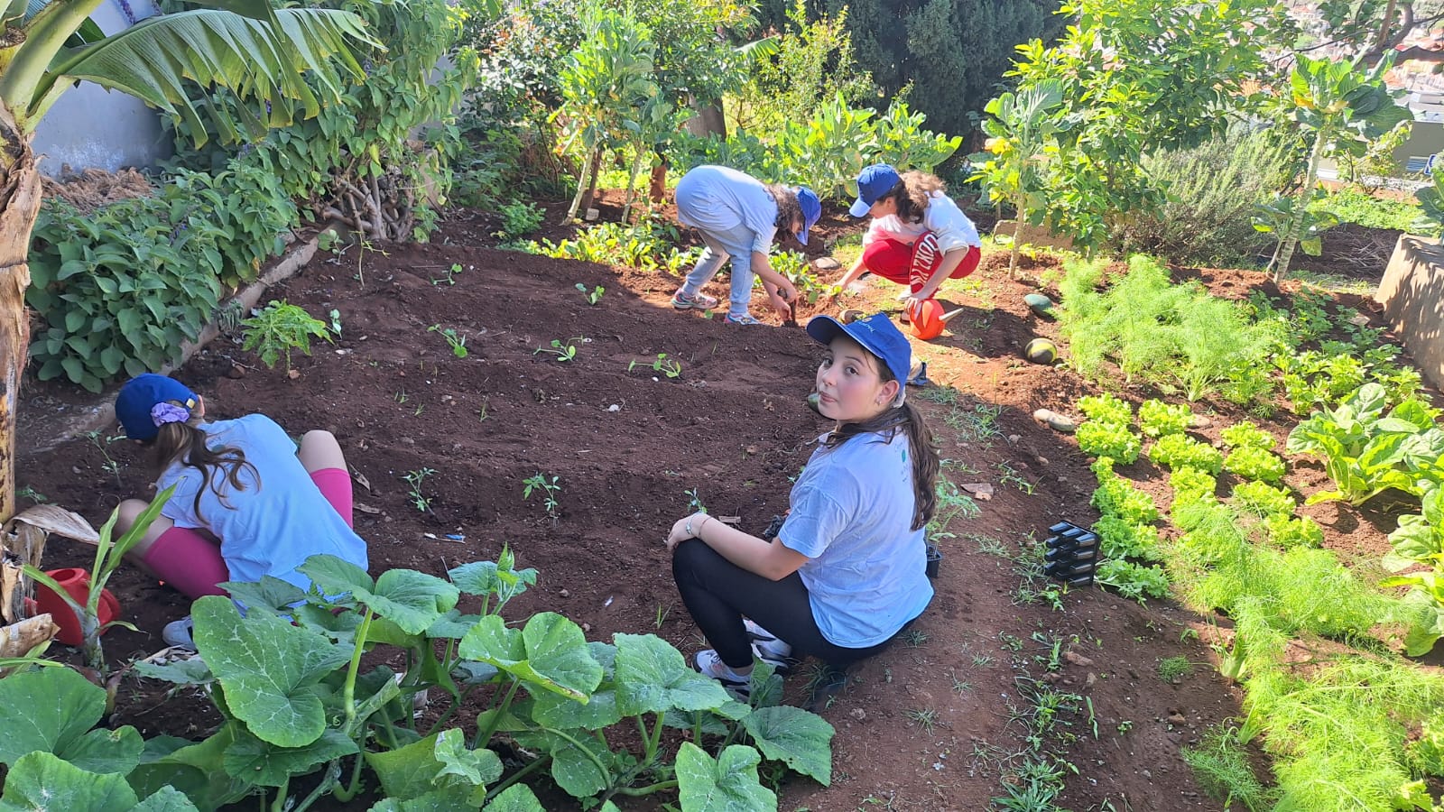 participação dos alunos na horta