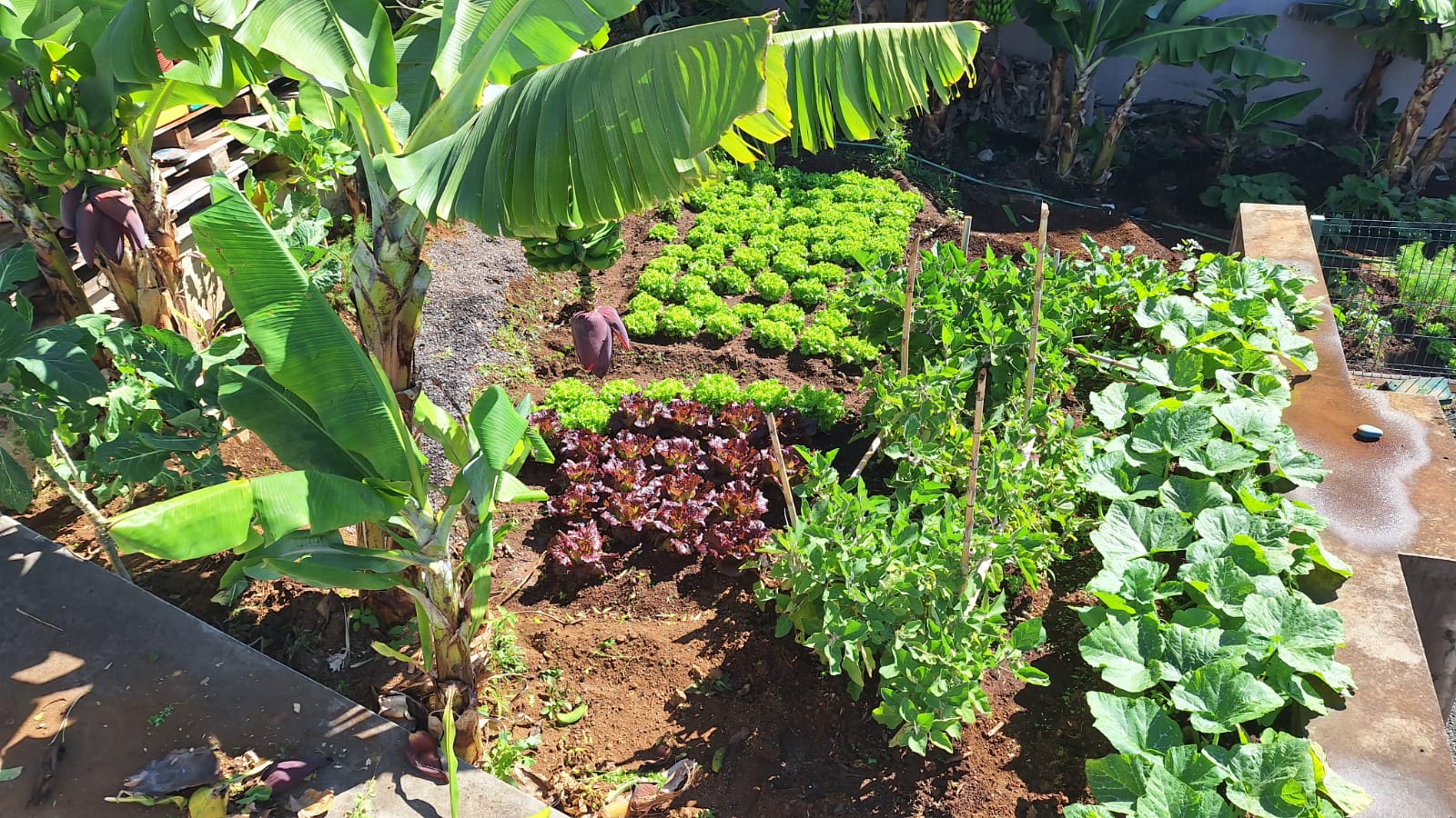 Produtos da horta
