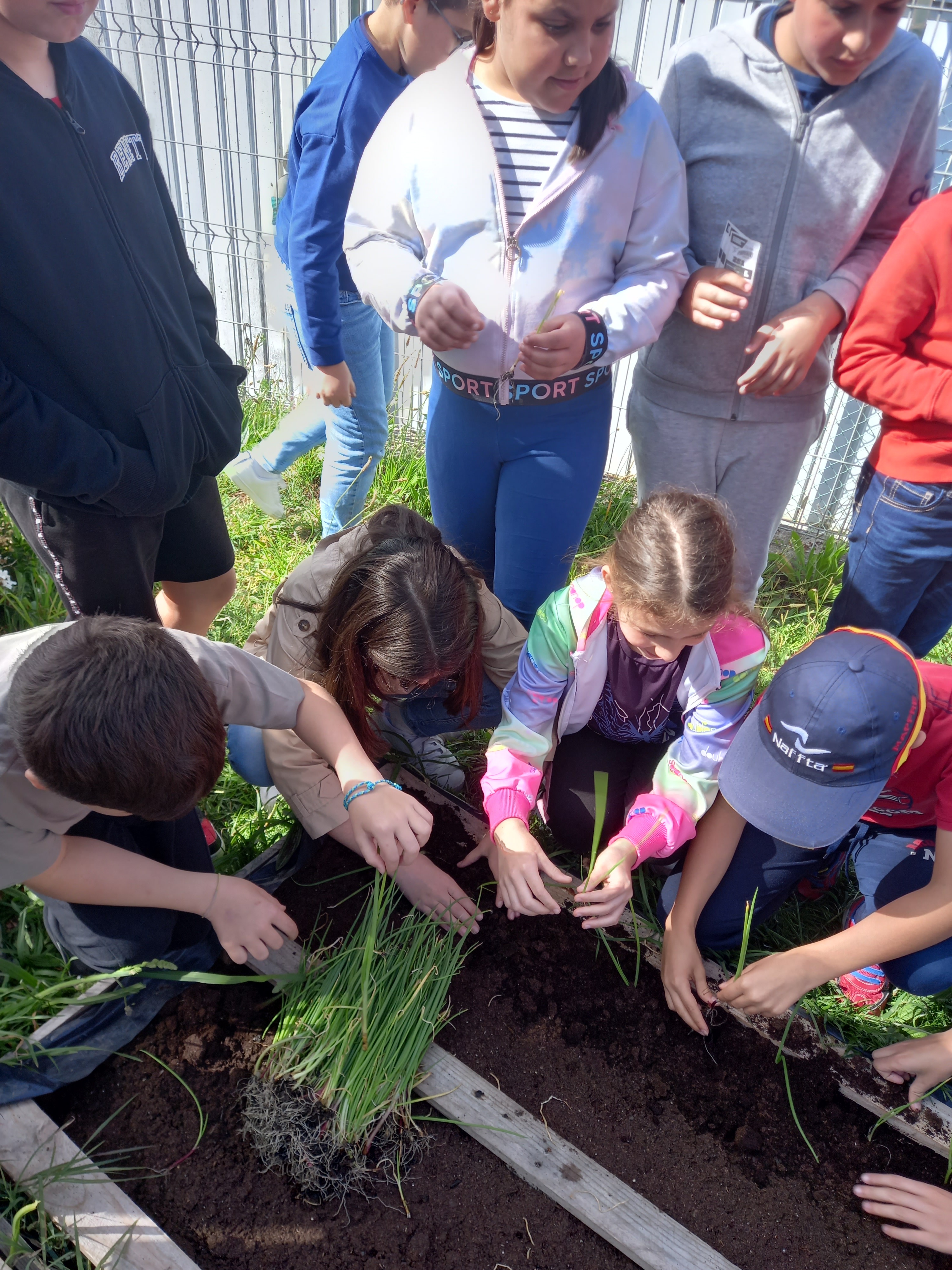 plantação de cebolo
