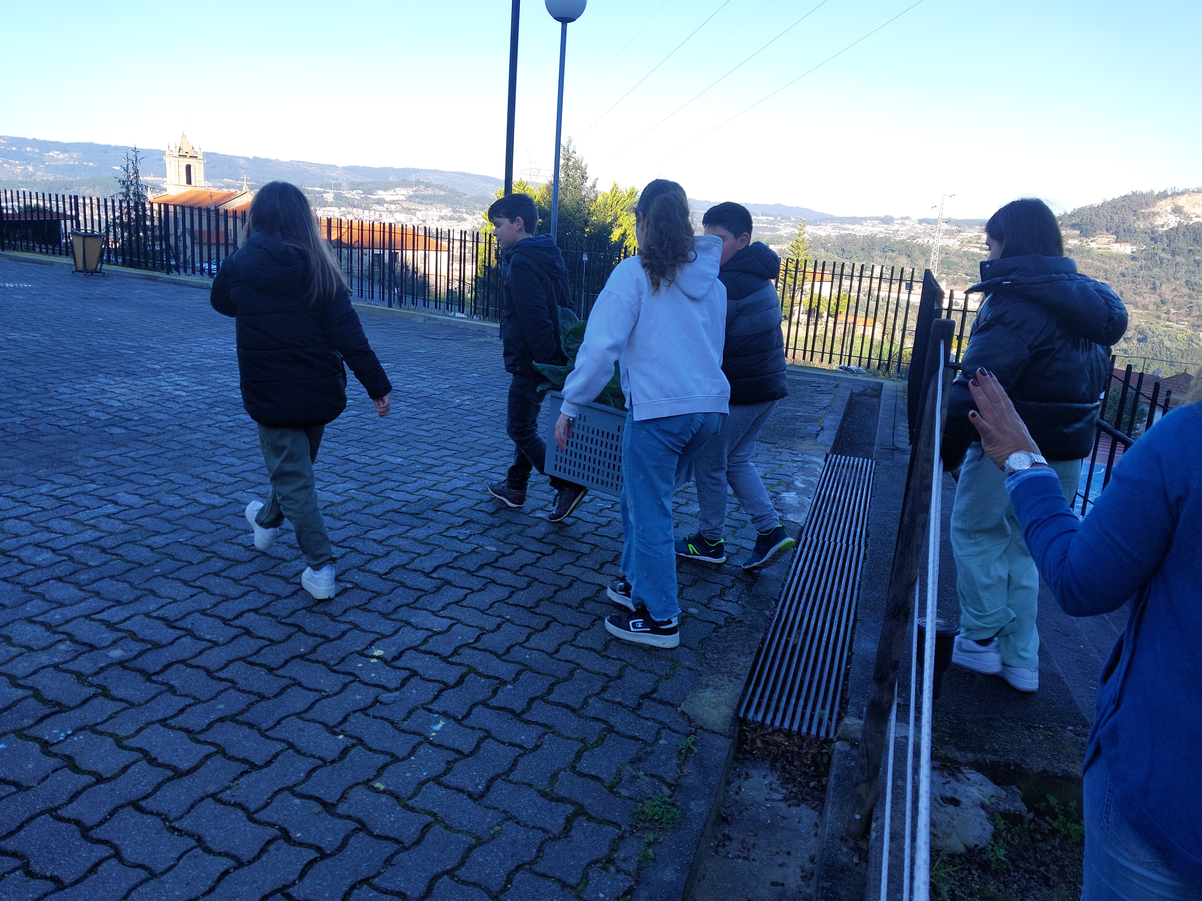 As couves vão ser levadas para a cantina da escola para serem confecionadas.