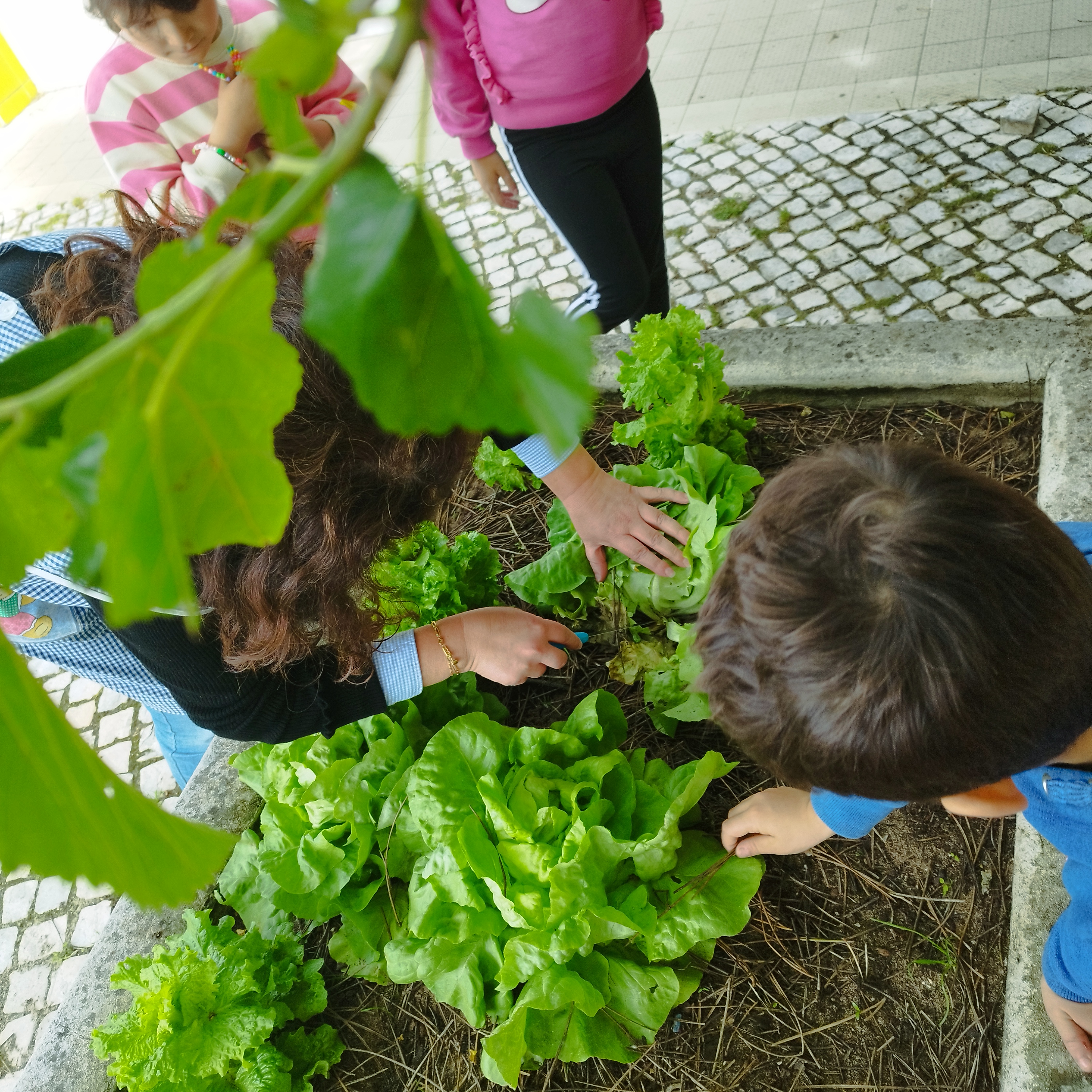 Provámos as nossas alfaces ao almoço
