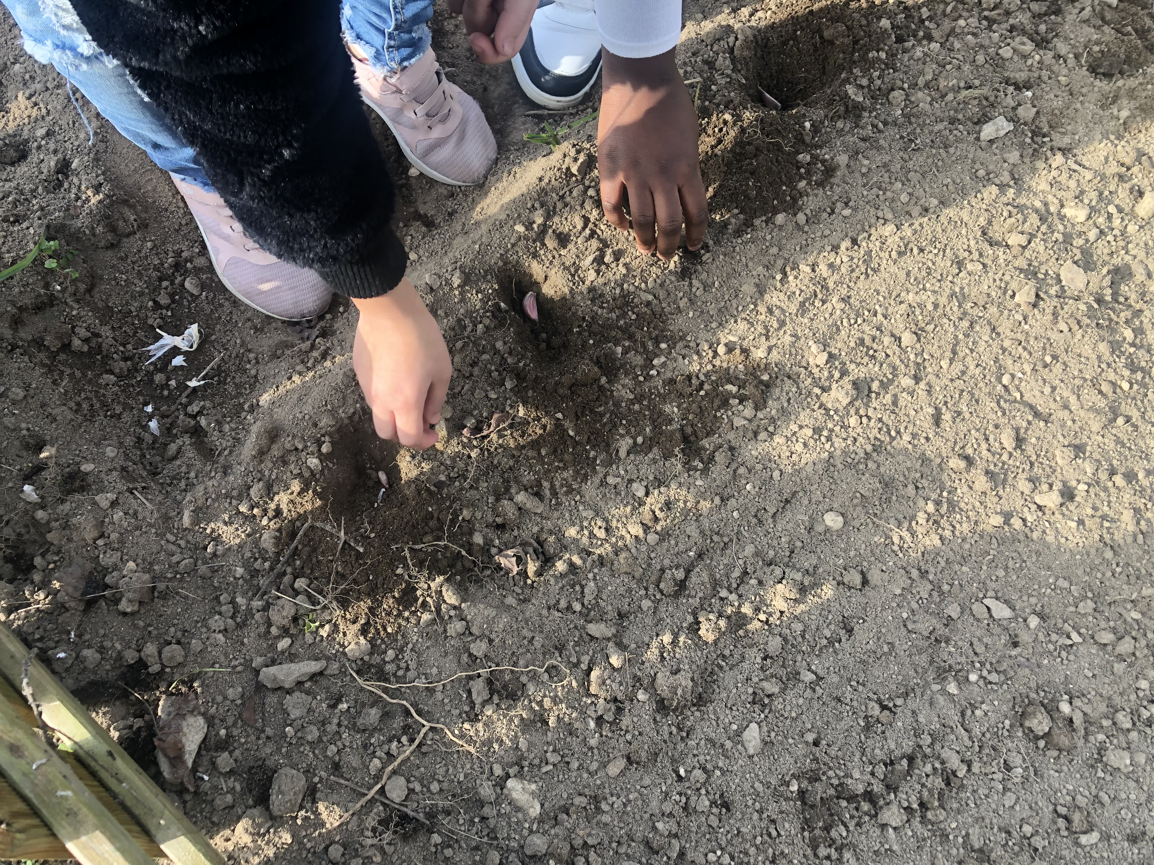 Plantando alhos.