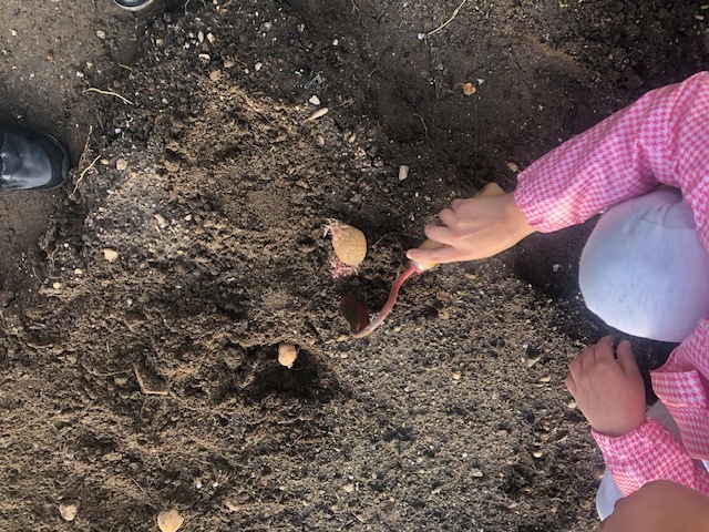 Plantando batata.