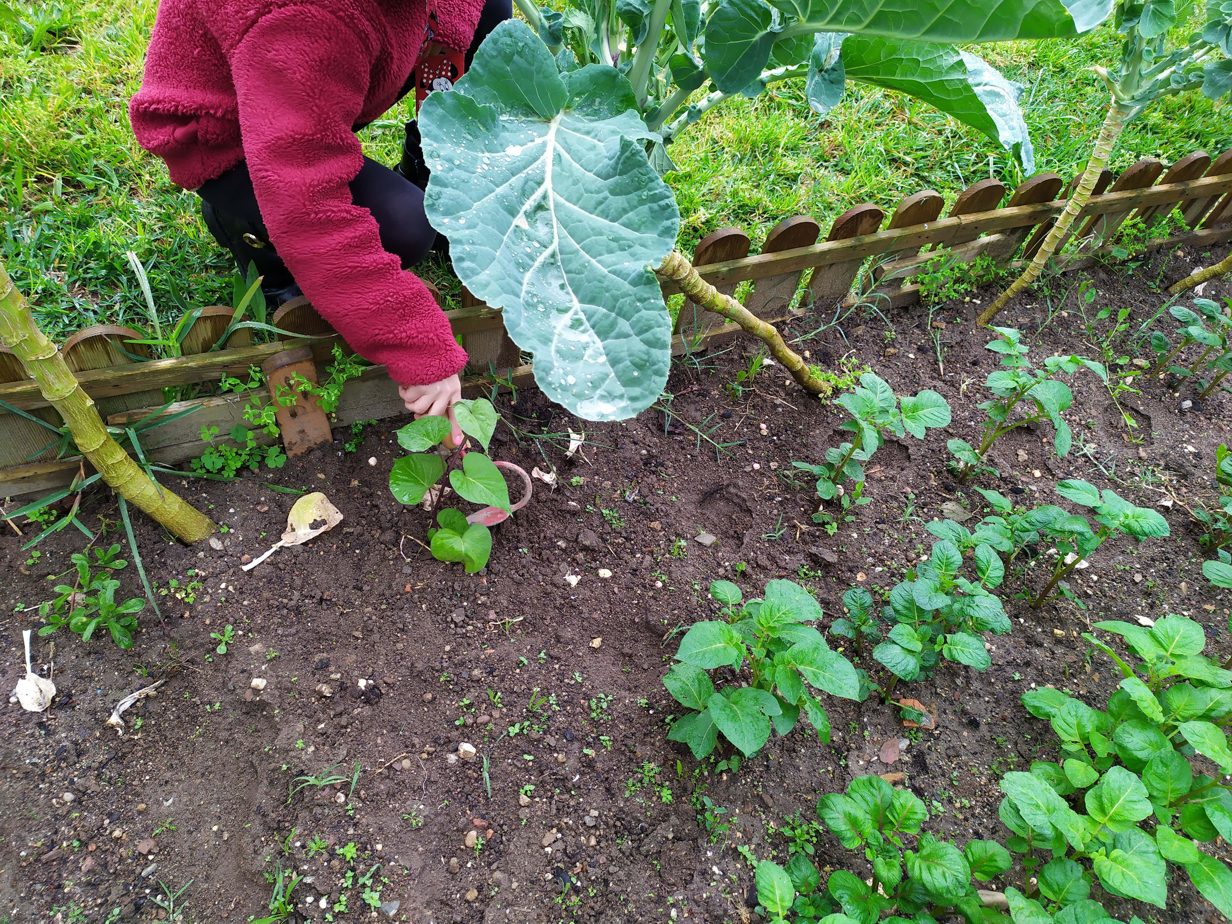 Plantando batata-doce.