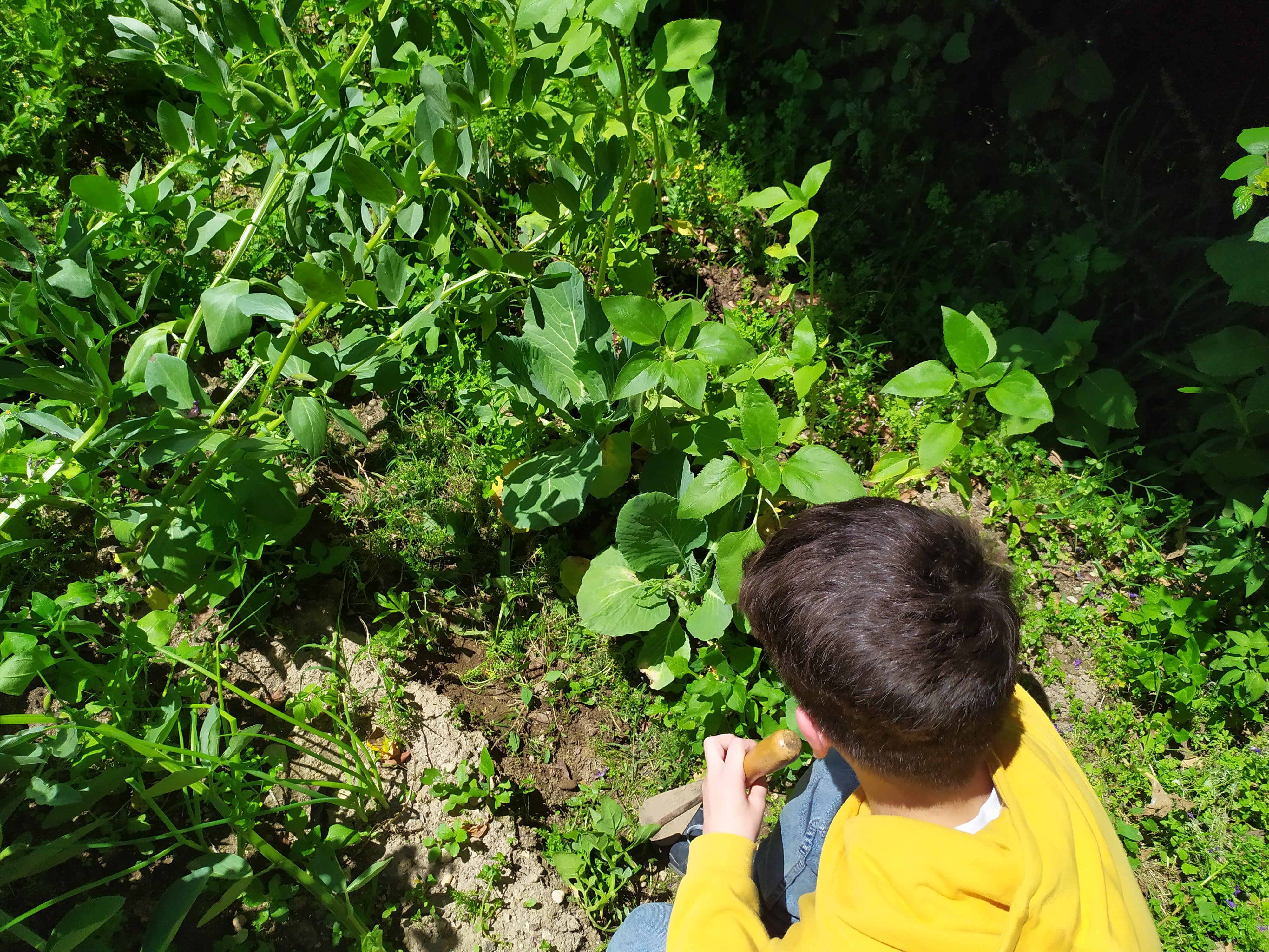 Cuidando das favas, das cebolas, das couves e dos girassóis.