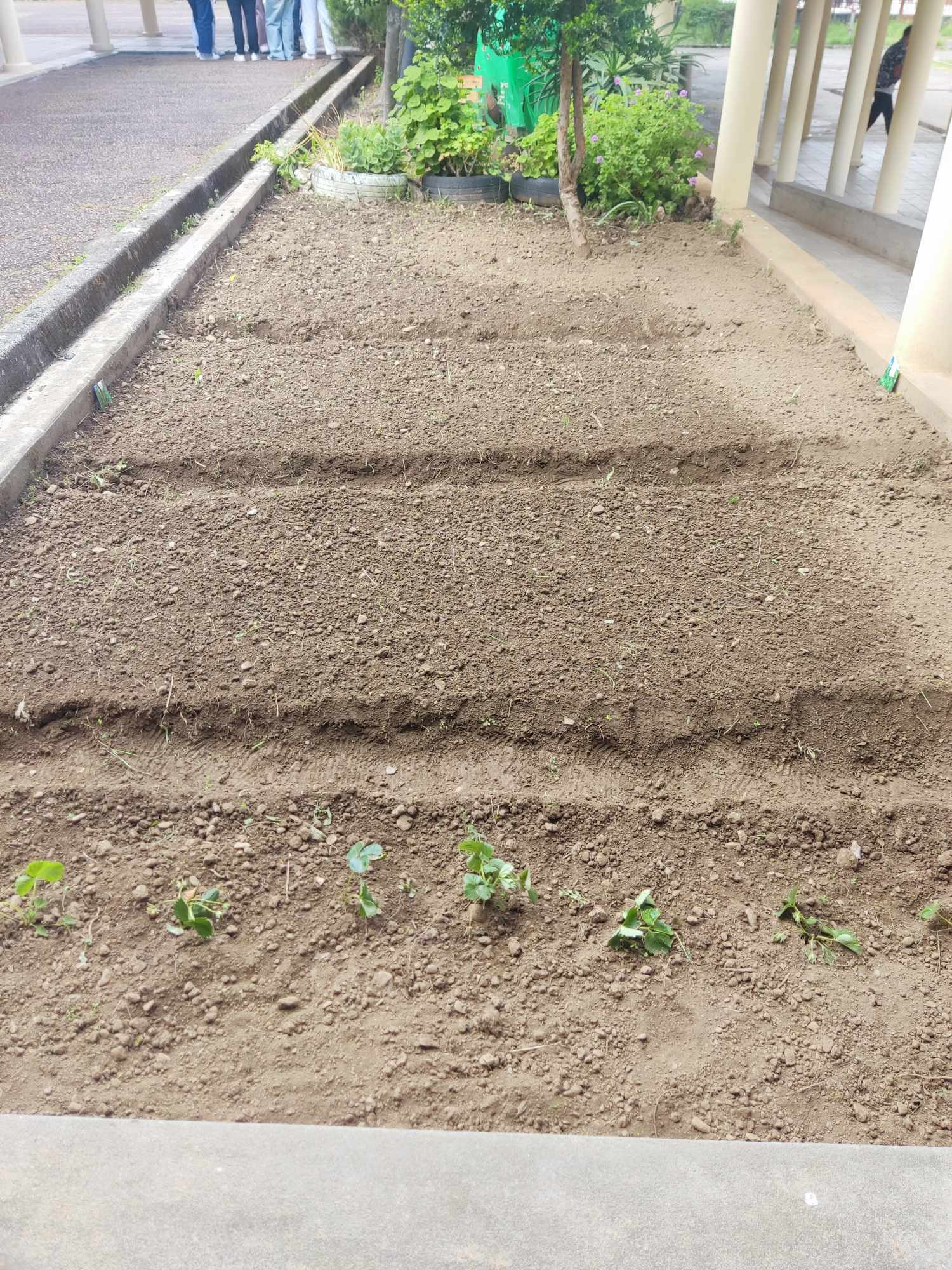 Horta 2