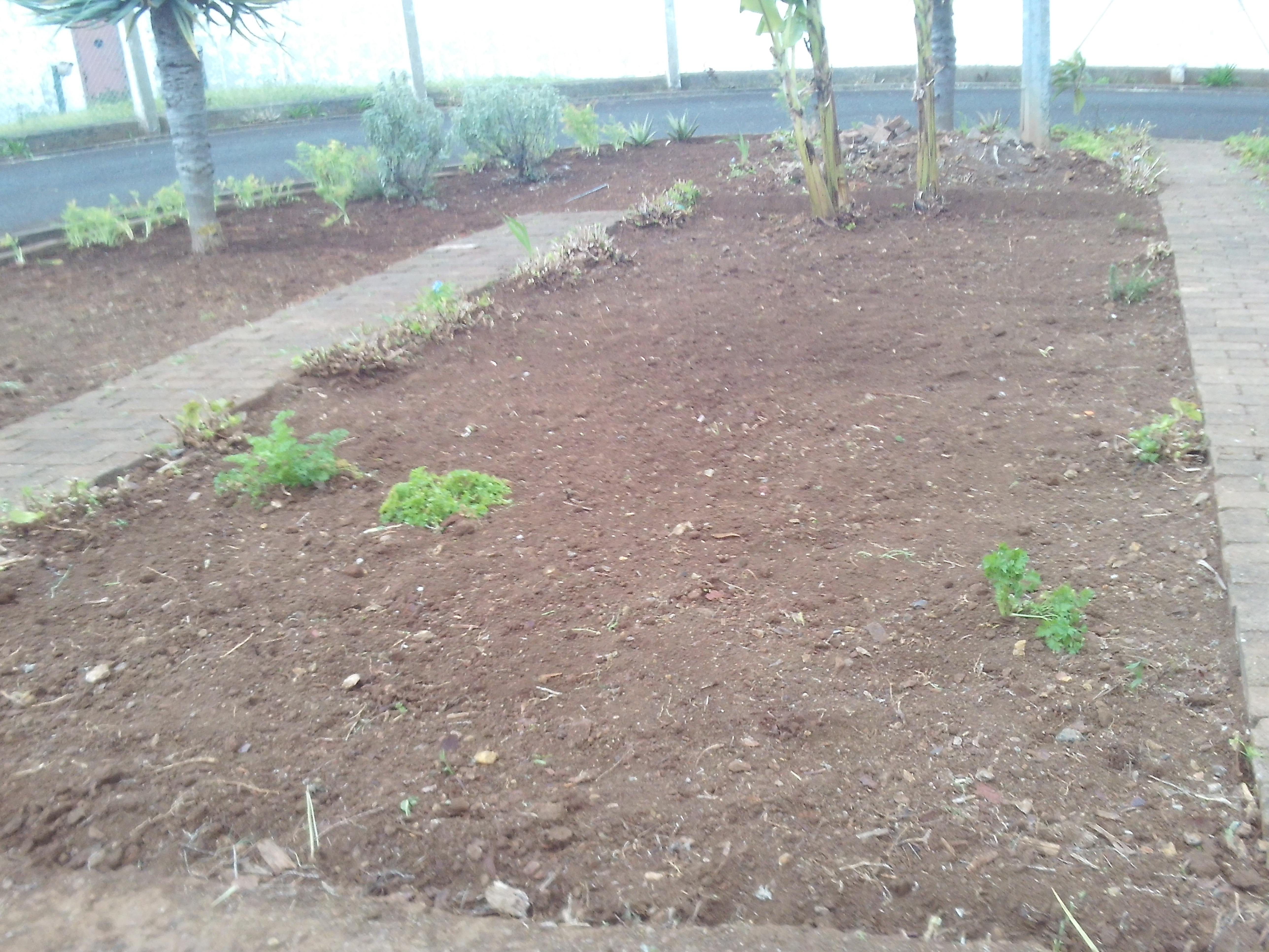 Horta após a limpeza da terra