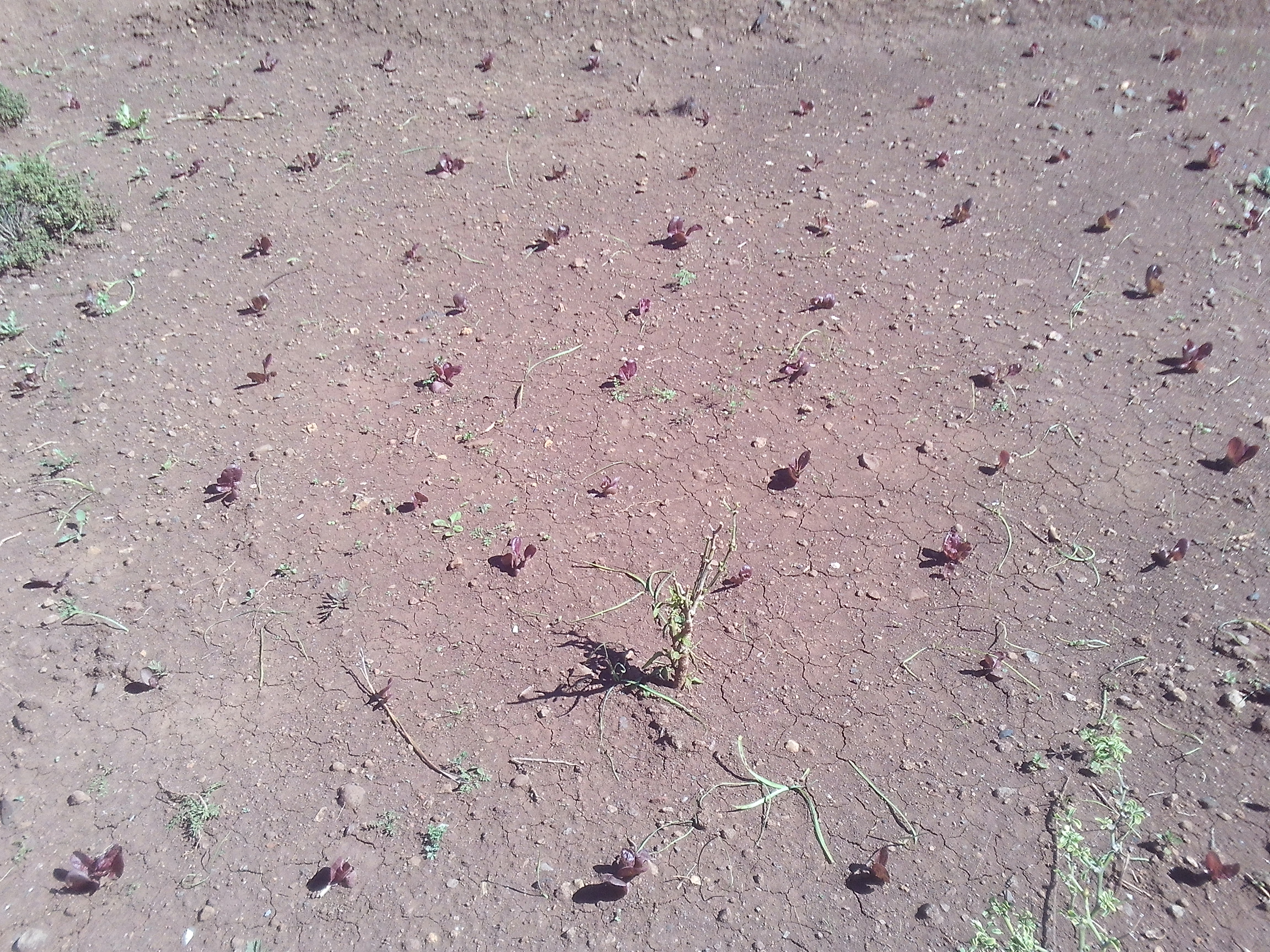 Alface roxa transplantada para o terreno da horta