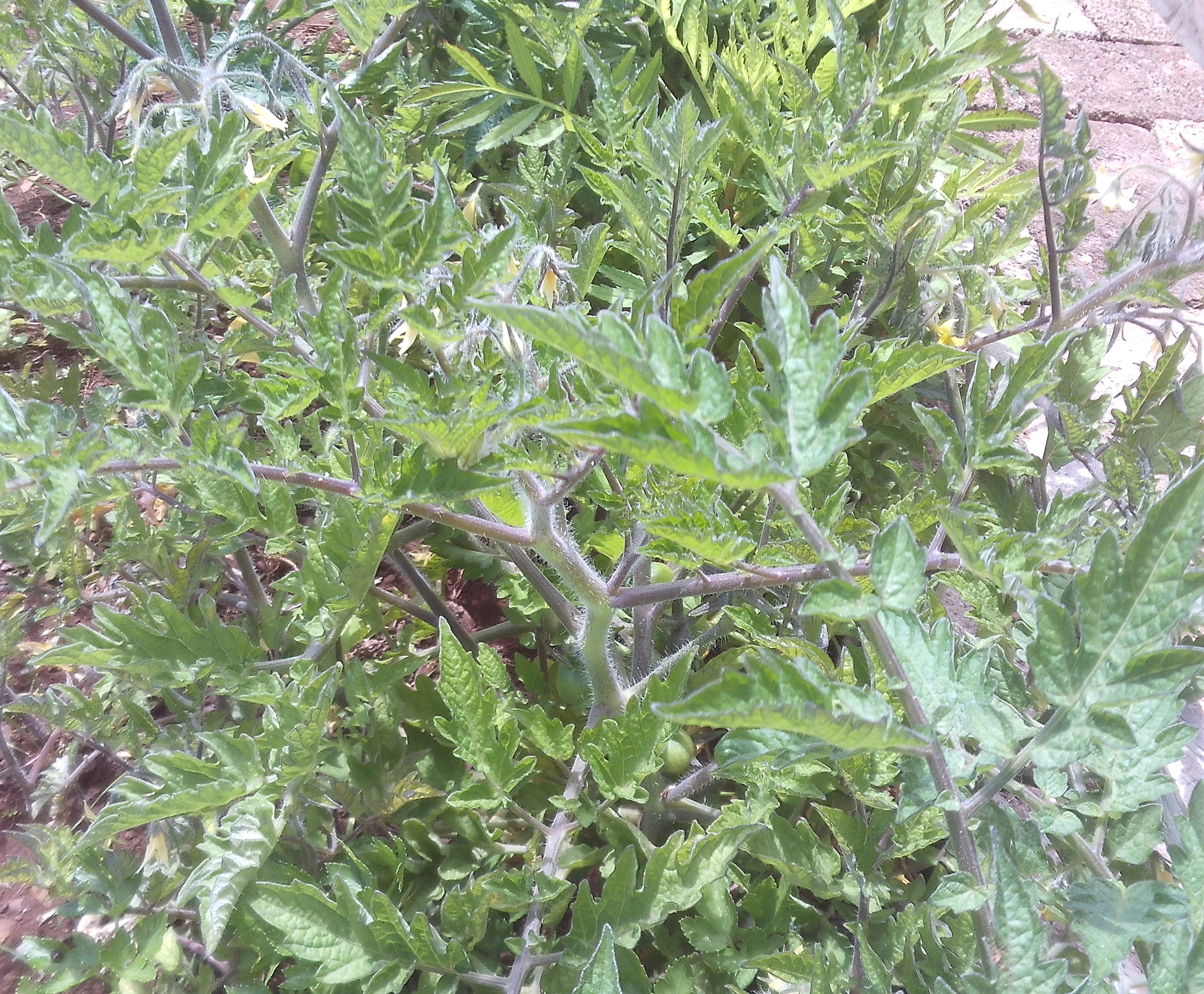 Tomateiros com flor e com os primeiros frutos a crescer