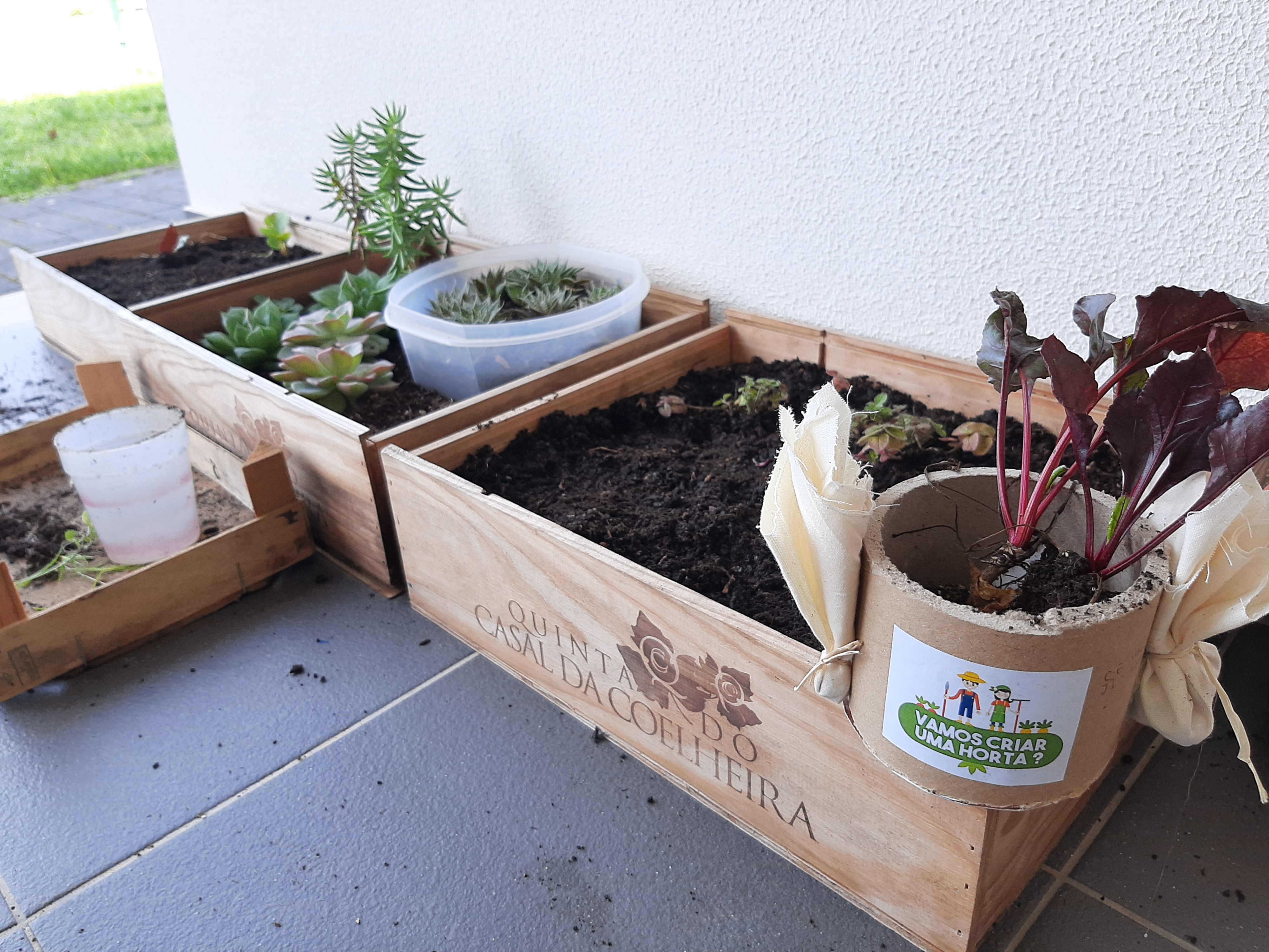 A nossa mini horta
Tomates, beterraba e orégãos oferecidos pela Câmara Municipal de Pombal