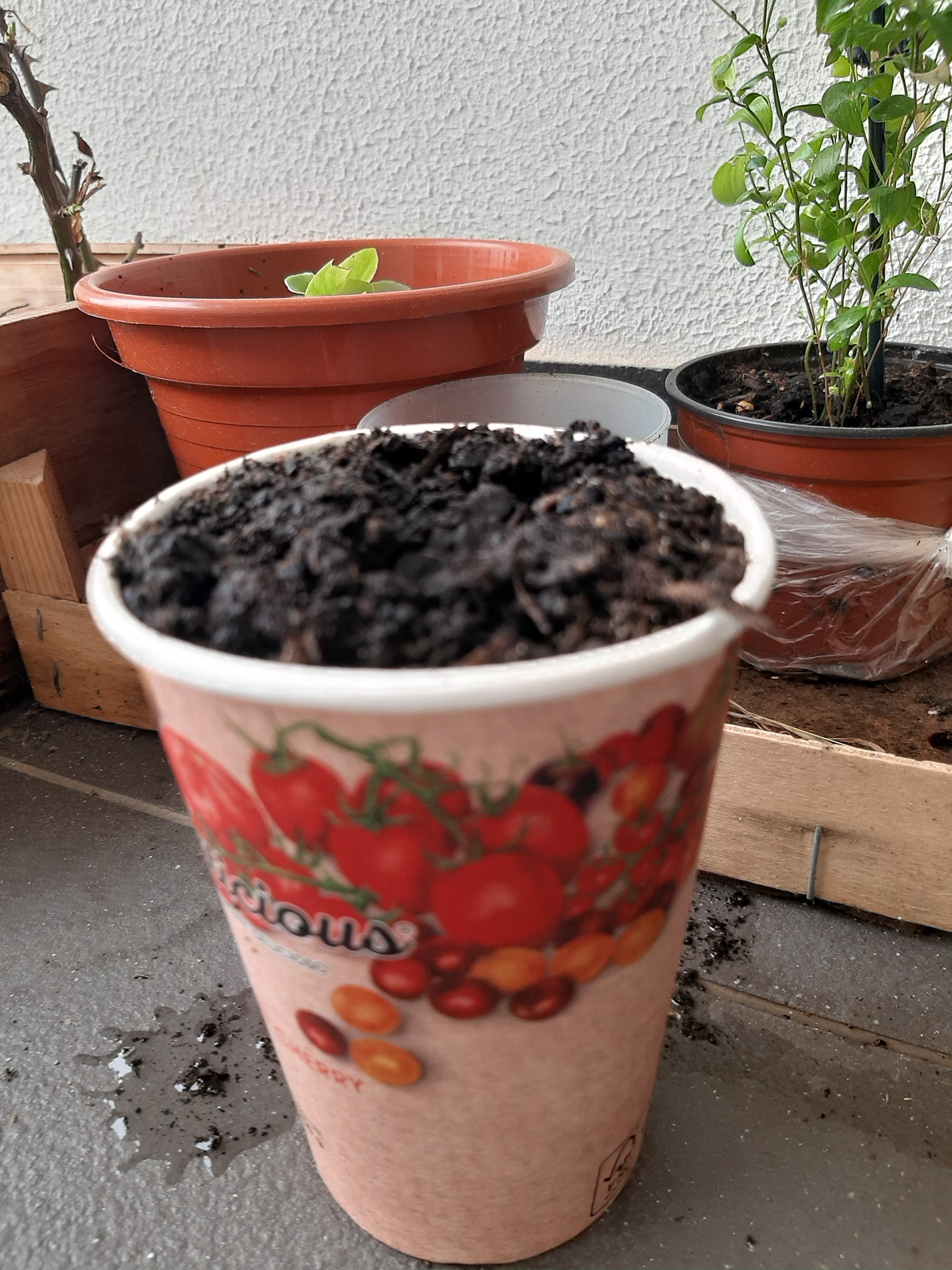 Tomates semeados