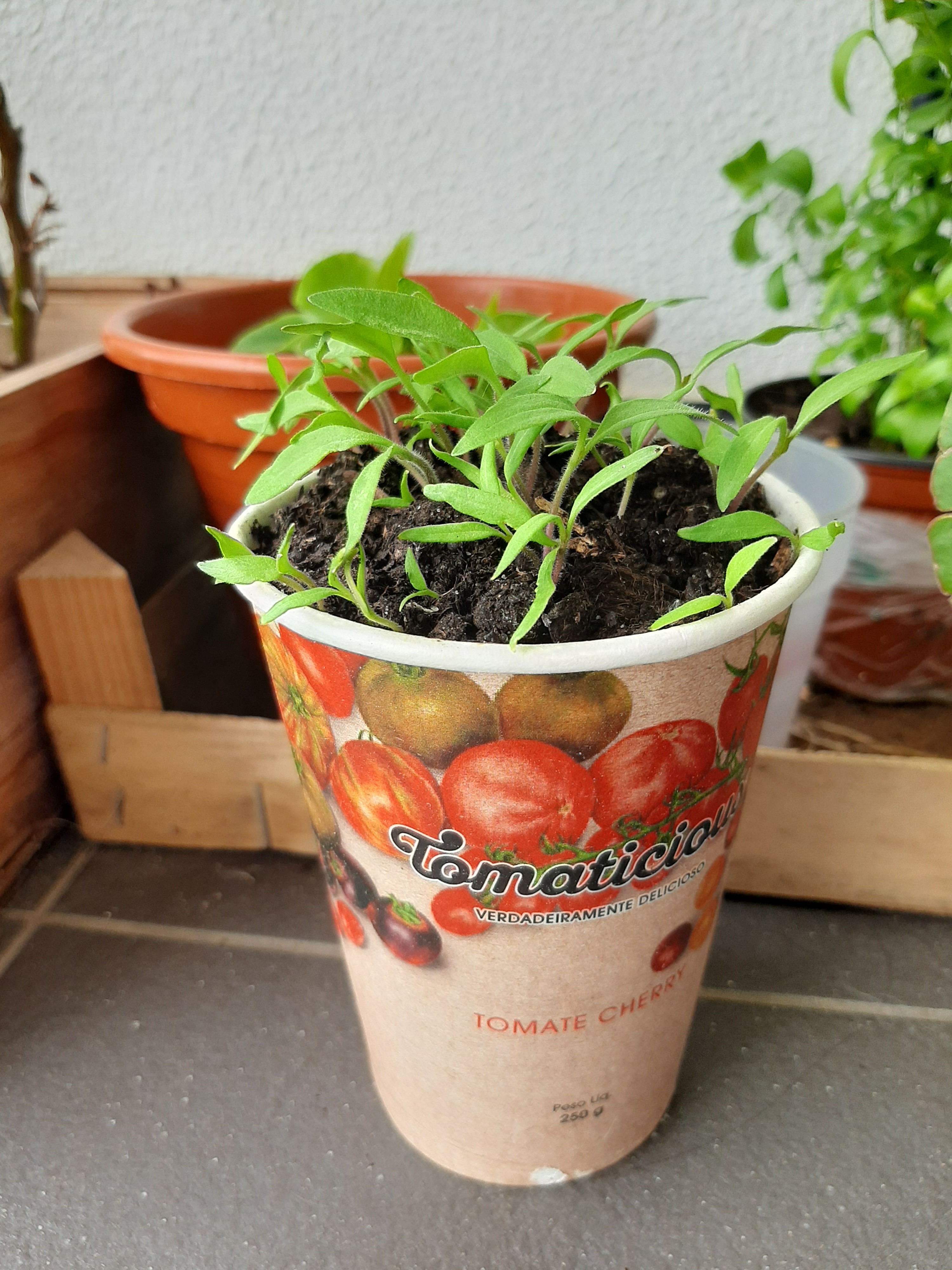 sementeira dos tomates a crescer