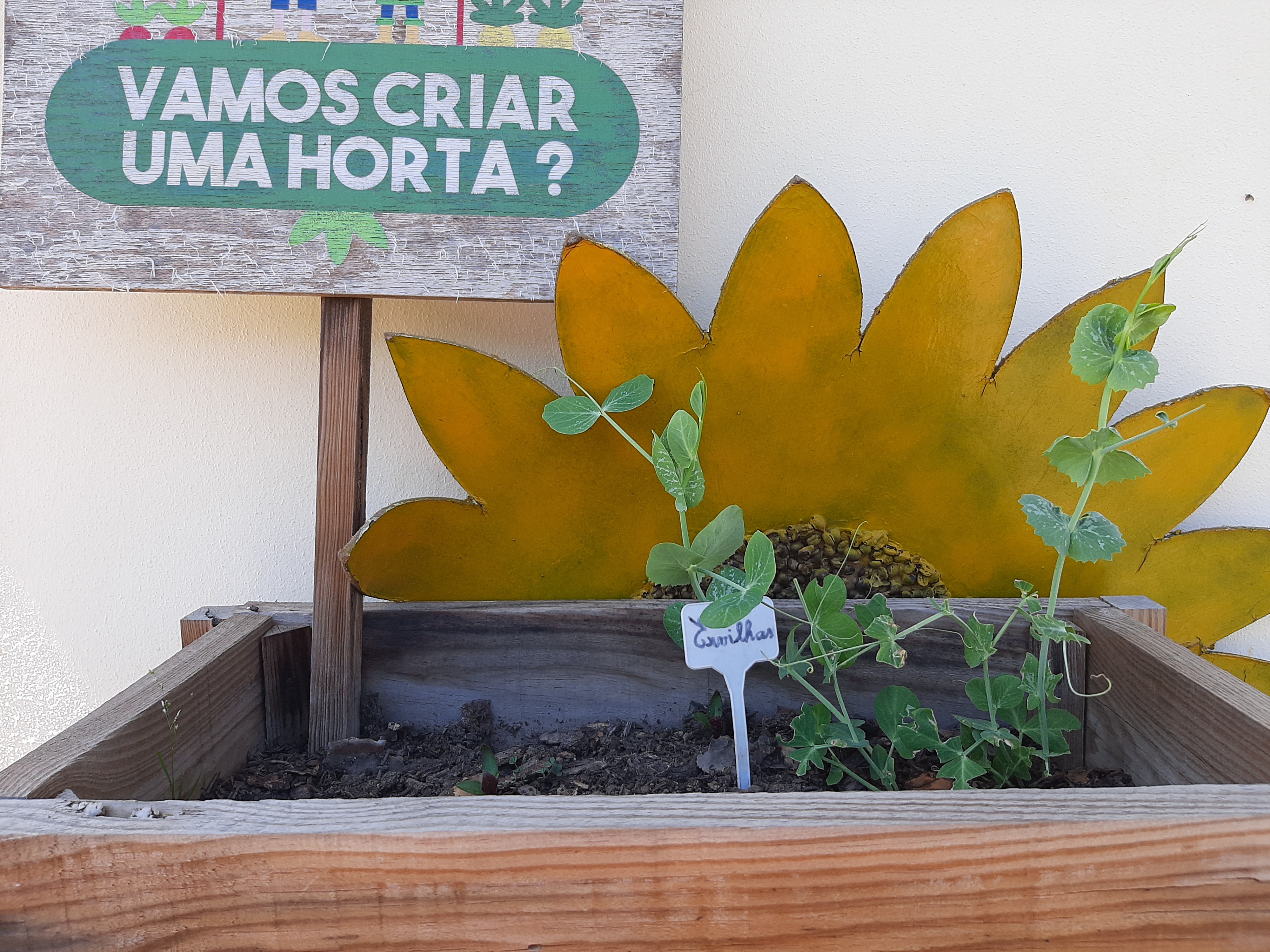 ervilhas´, 1ºciclo