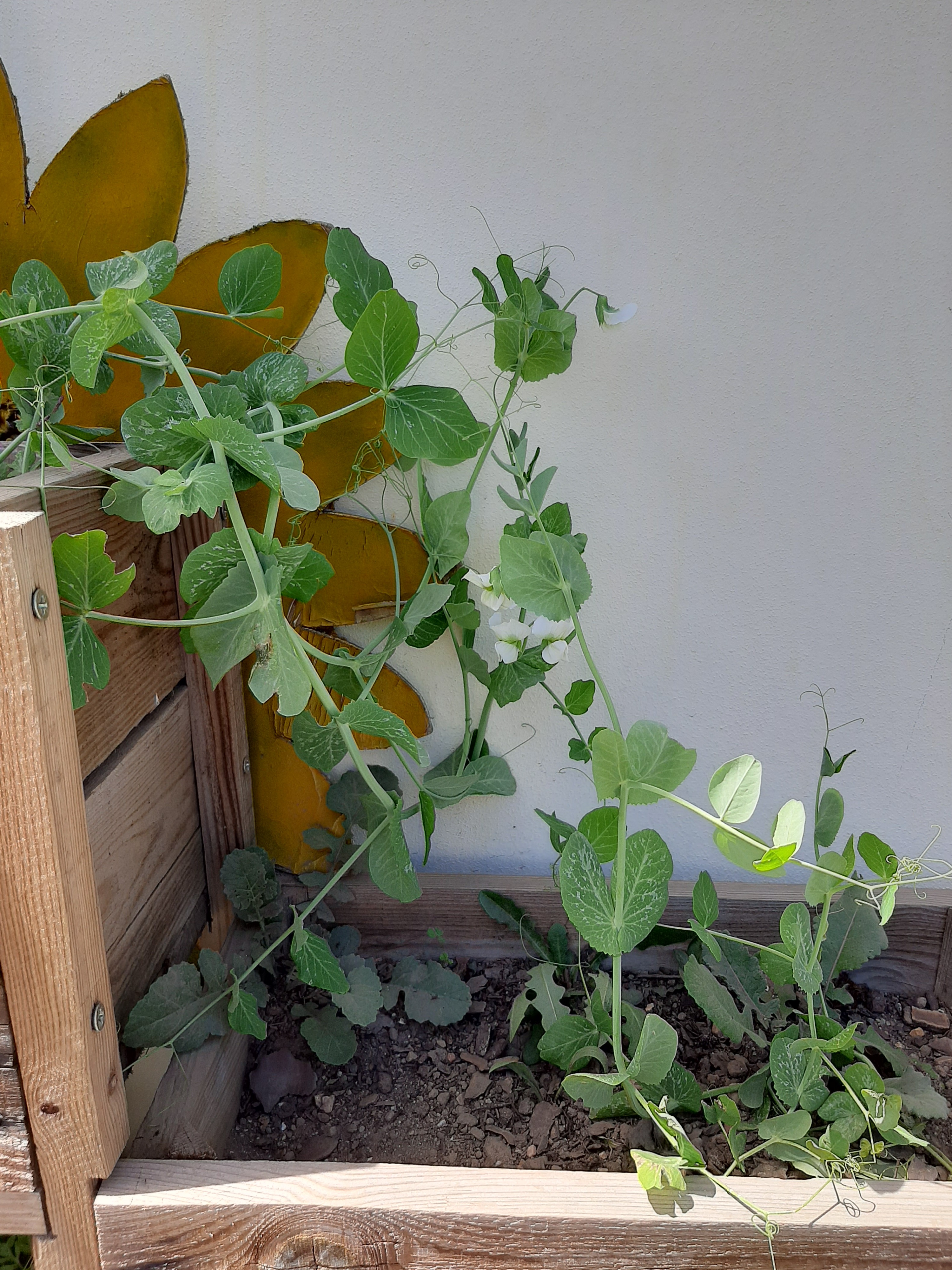 ervilhas em flor e já com vagem
