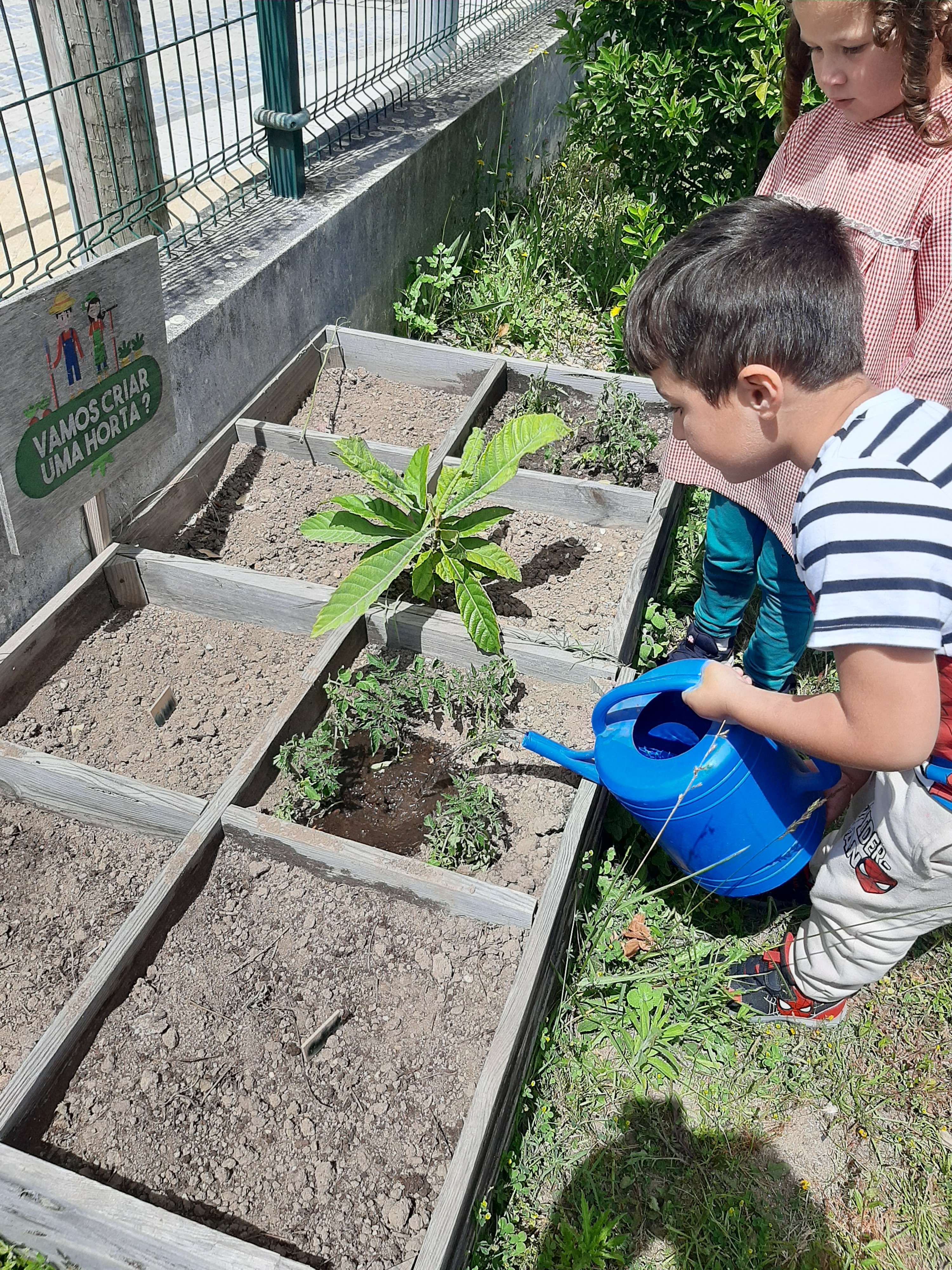transplante dos tomates semeados para o espaço da horta maior