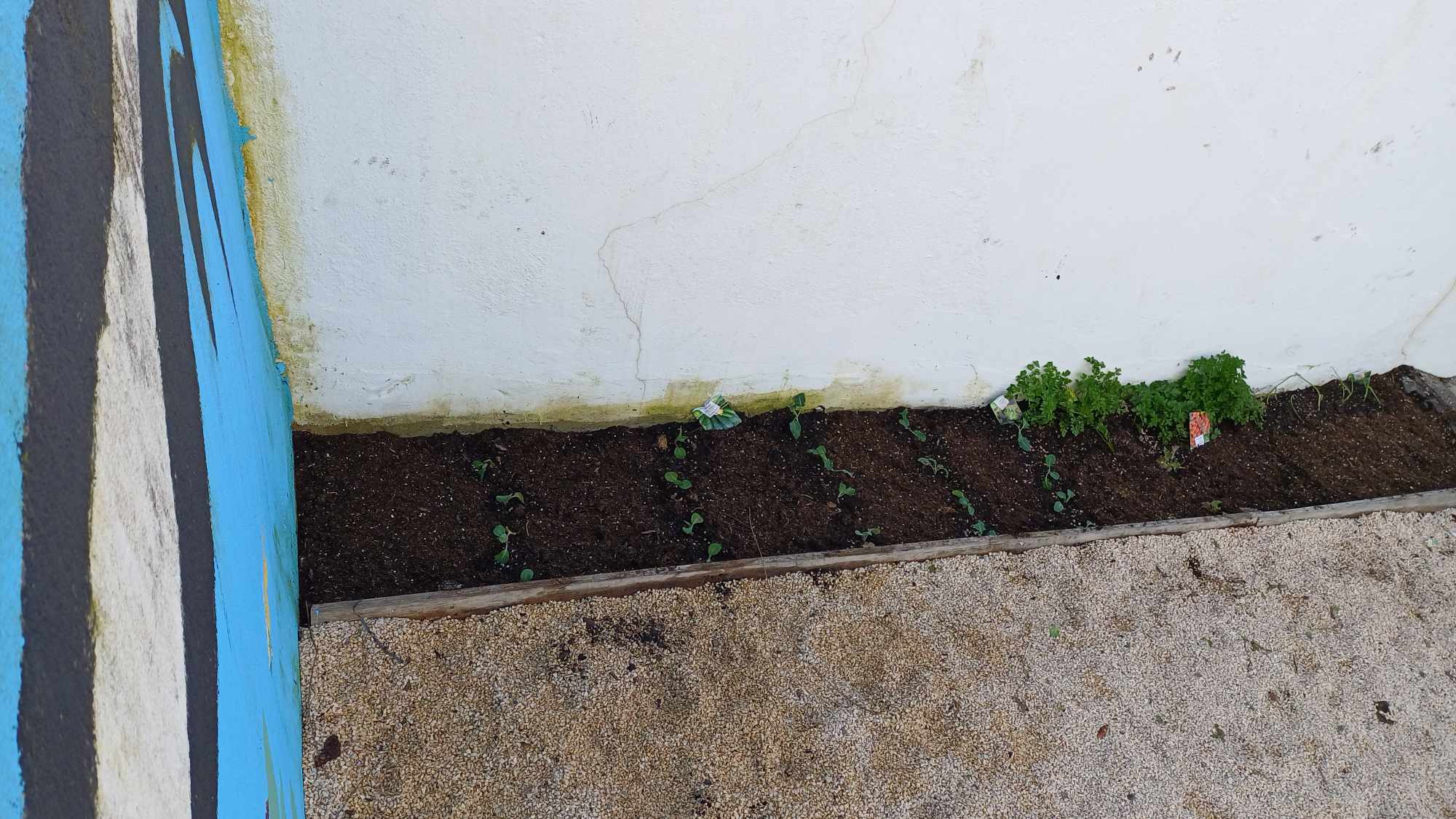 As nossa plantinhas colocadas na terra( Couve, brócolos e cebolinho)