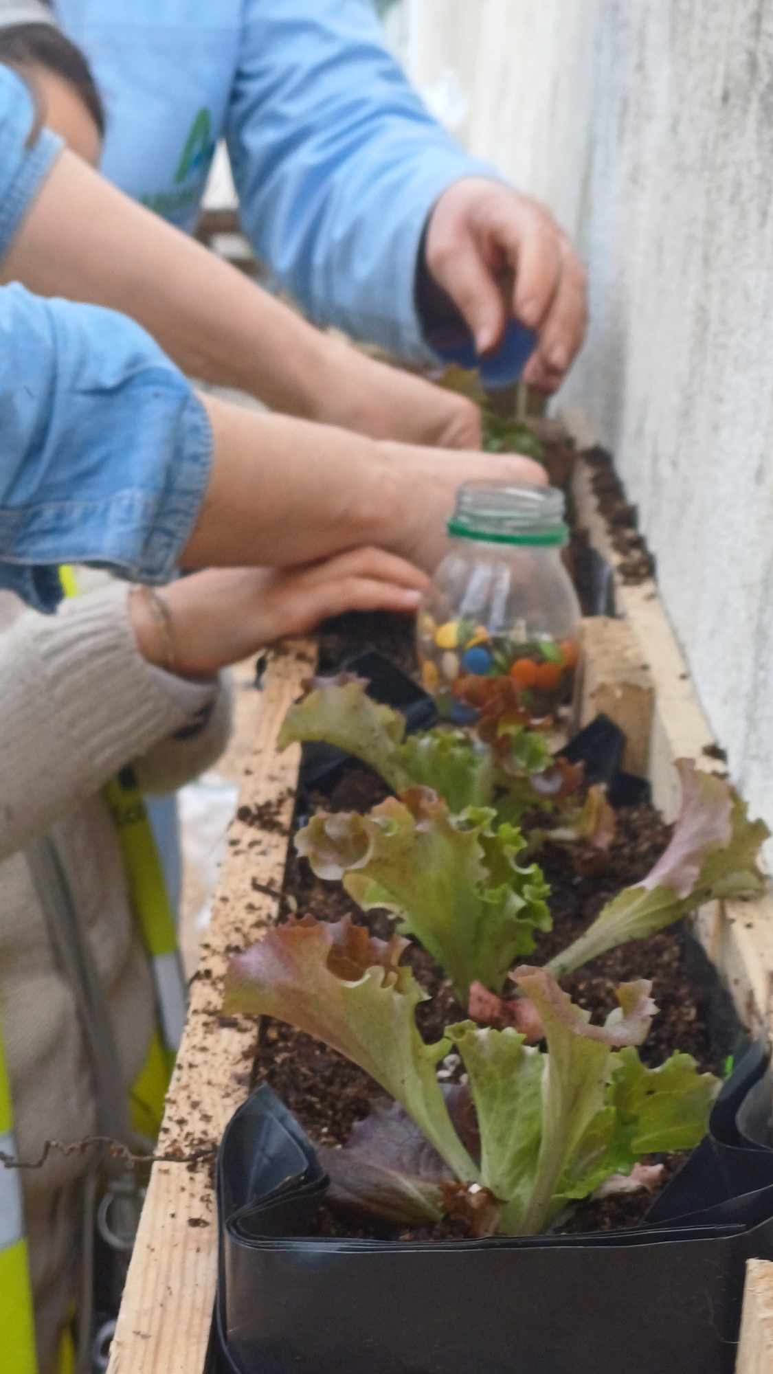 As nossas alfaces plantadas.