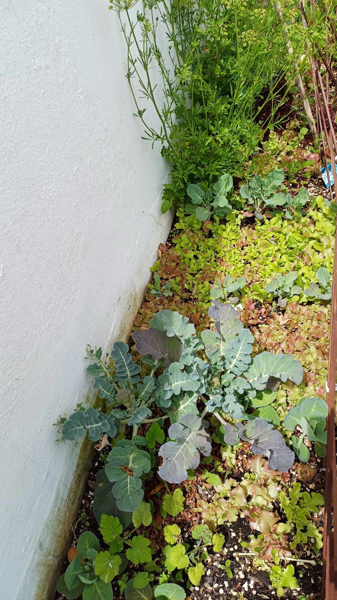 As nossas plantinhas estão a crescer com muito carinho!