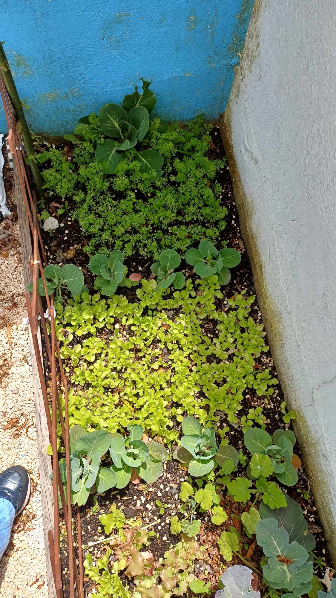 Os nossos brócolos já estão a ficar grandes. Qualquer dia deste vamos prová-los!