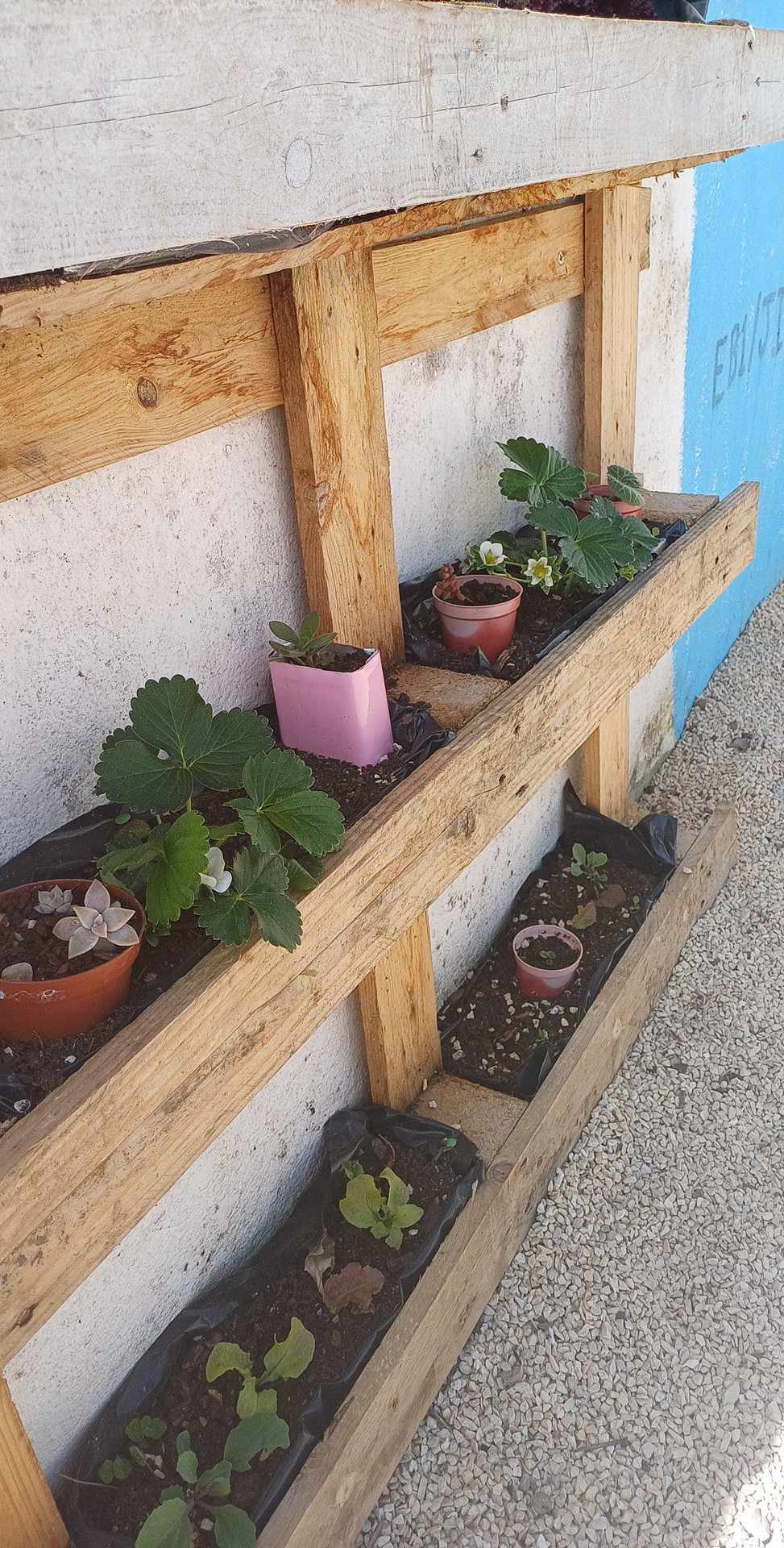O nosso muro escolar, está ganhar vida! Todos os dias vemos os legumes a crescer!