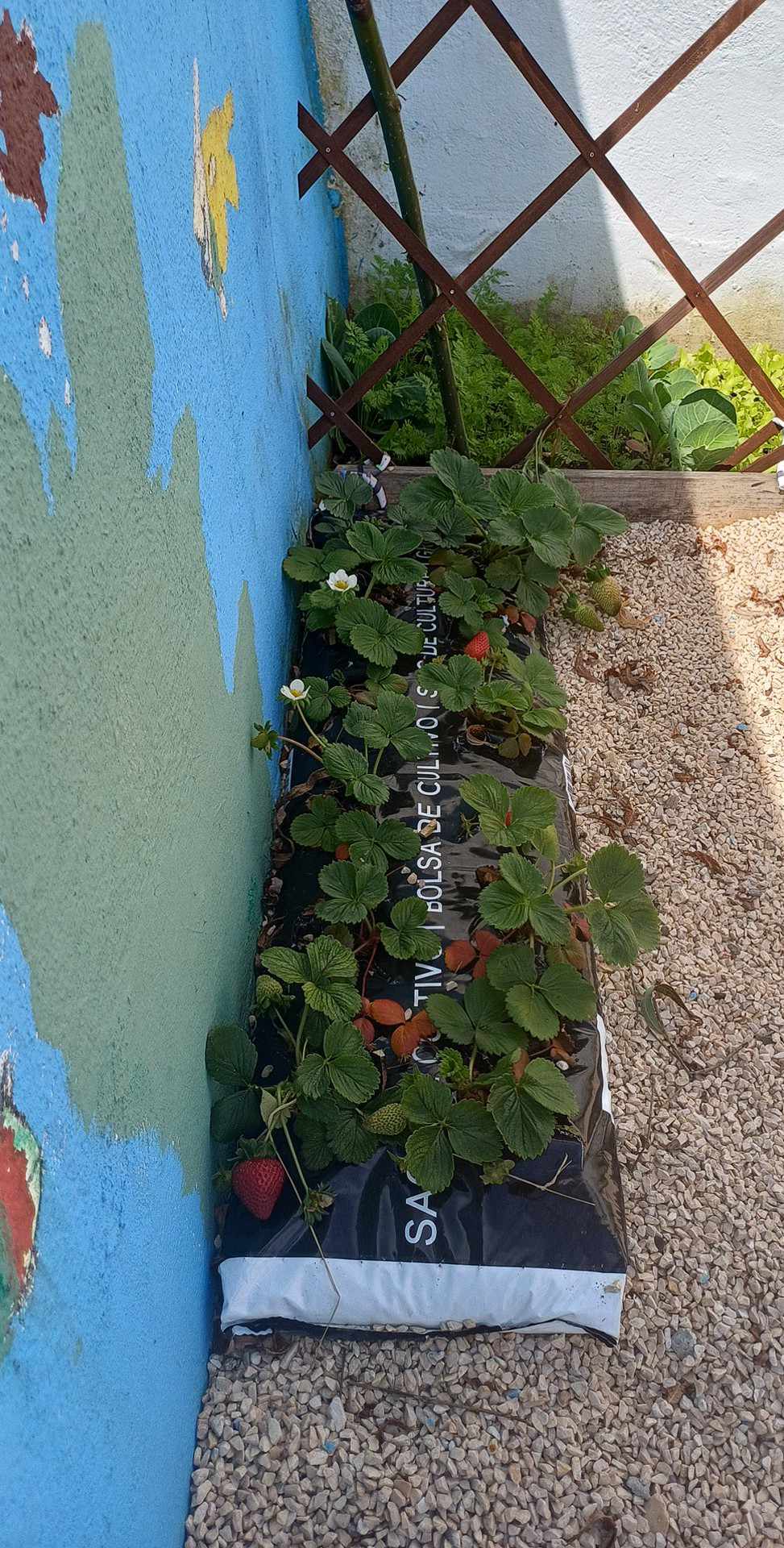 Os nossos morangueiros estão cheio de flores e frutos. Já provamos alguns morangos, são muito docinhos!! Que bom é comer alimentos saudáveis!!