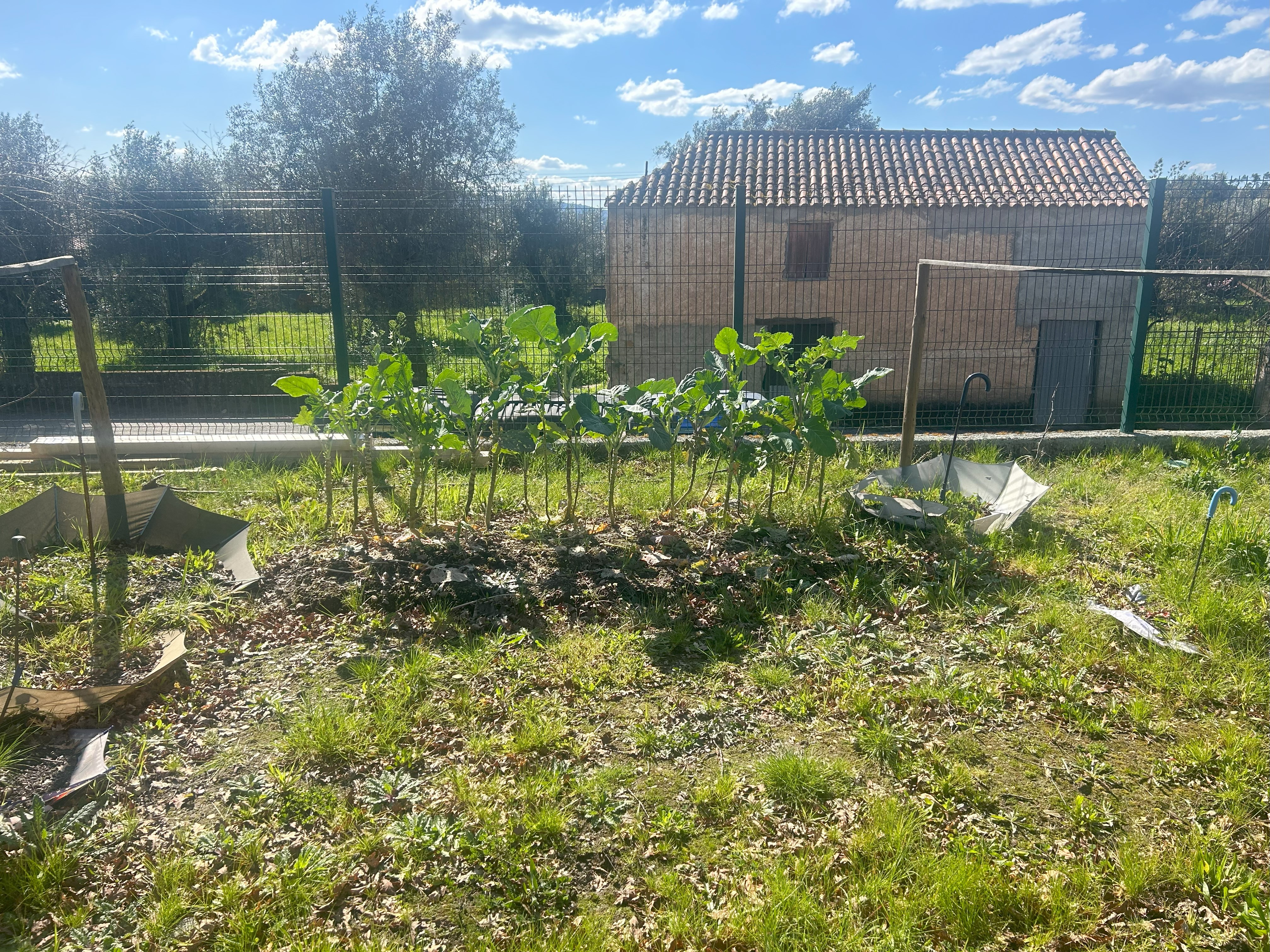 Horta em Dezembro