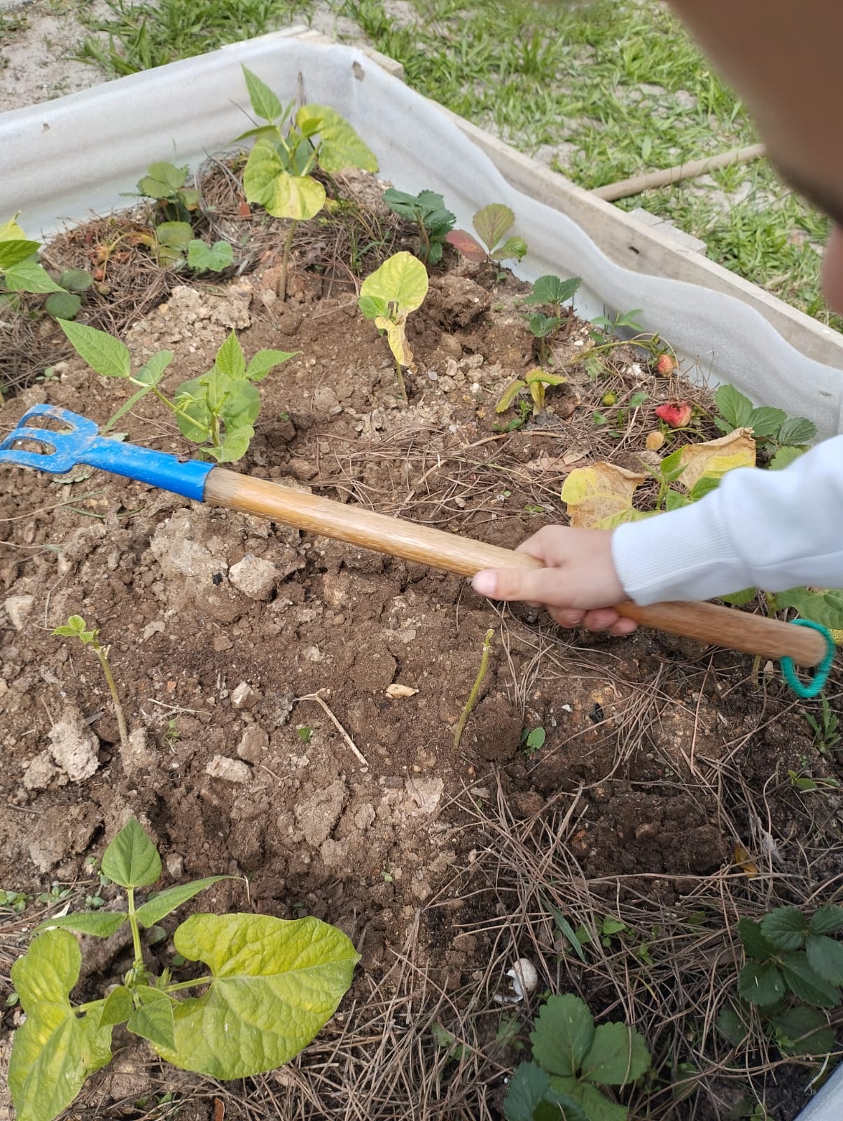 Plantação na horta