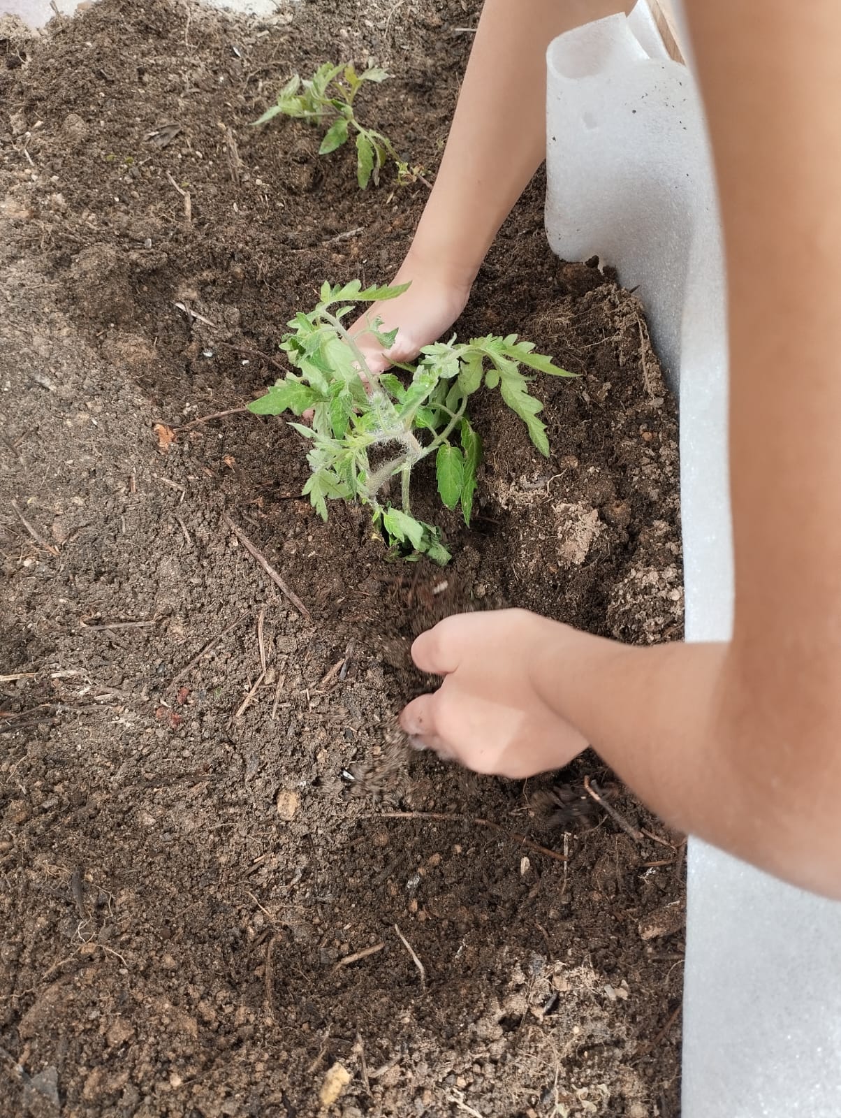 Plantação na horta