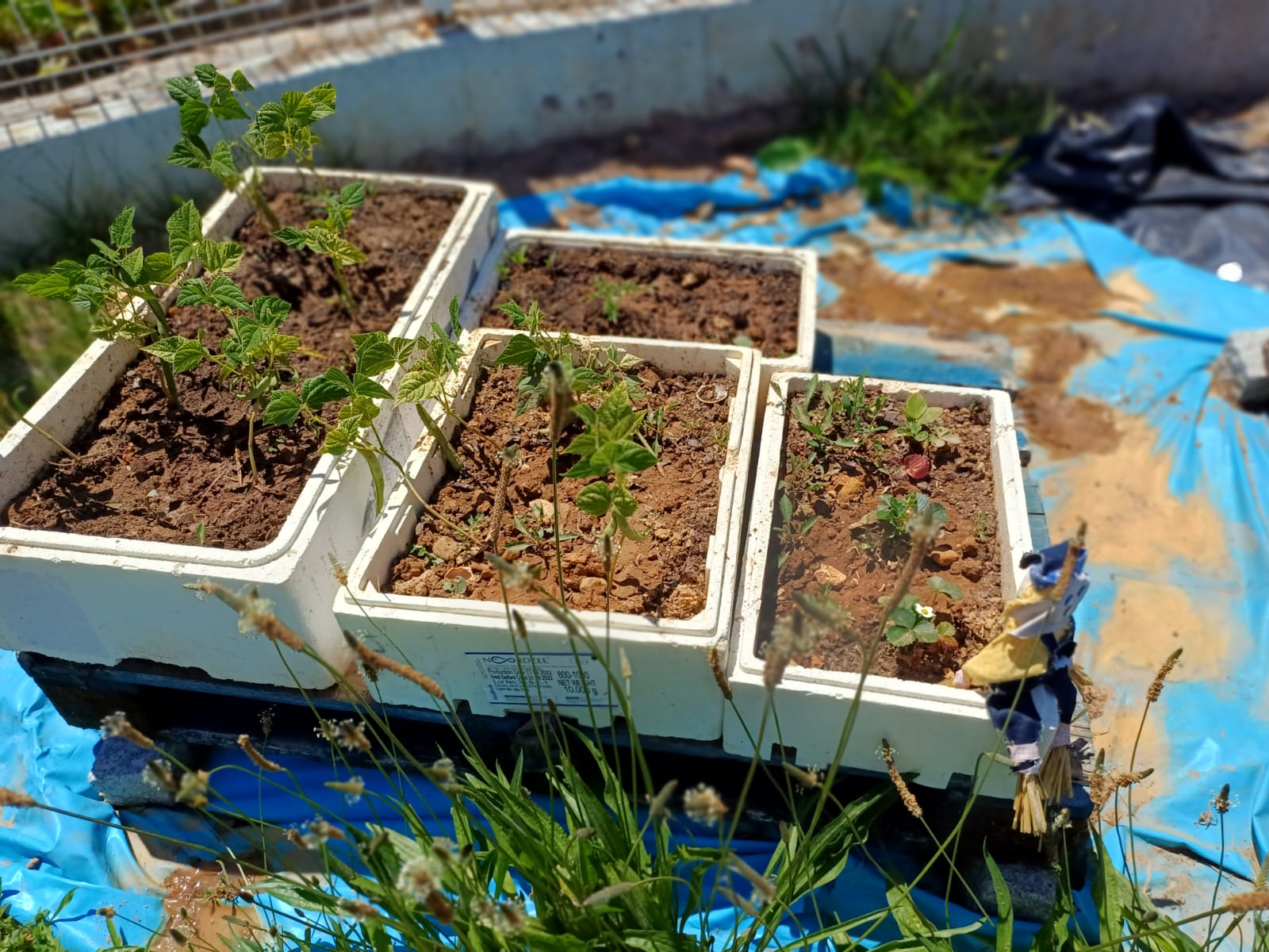 Plantação na horta