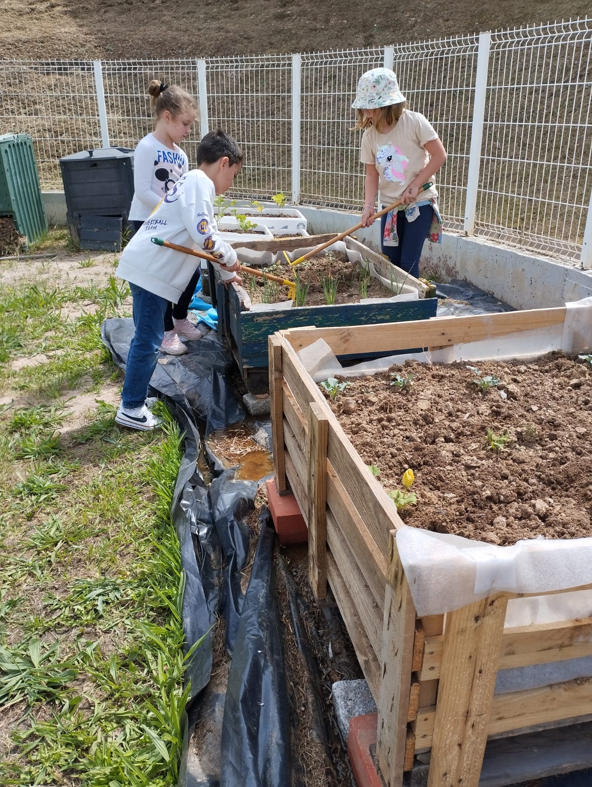 Plantação na horta