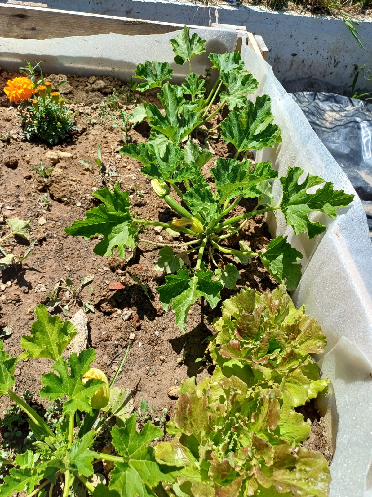 Produtos da horta