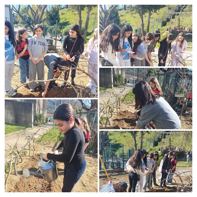 Plantação dos feijoeiros com a ajuda de alunos da turma do 5ºE.