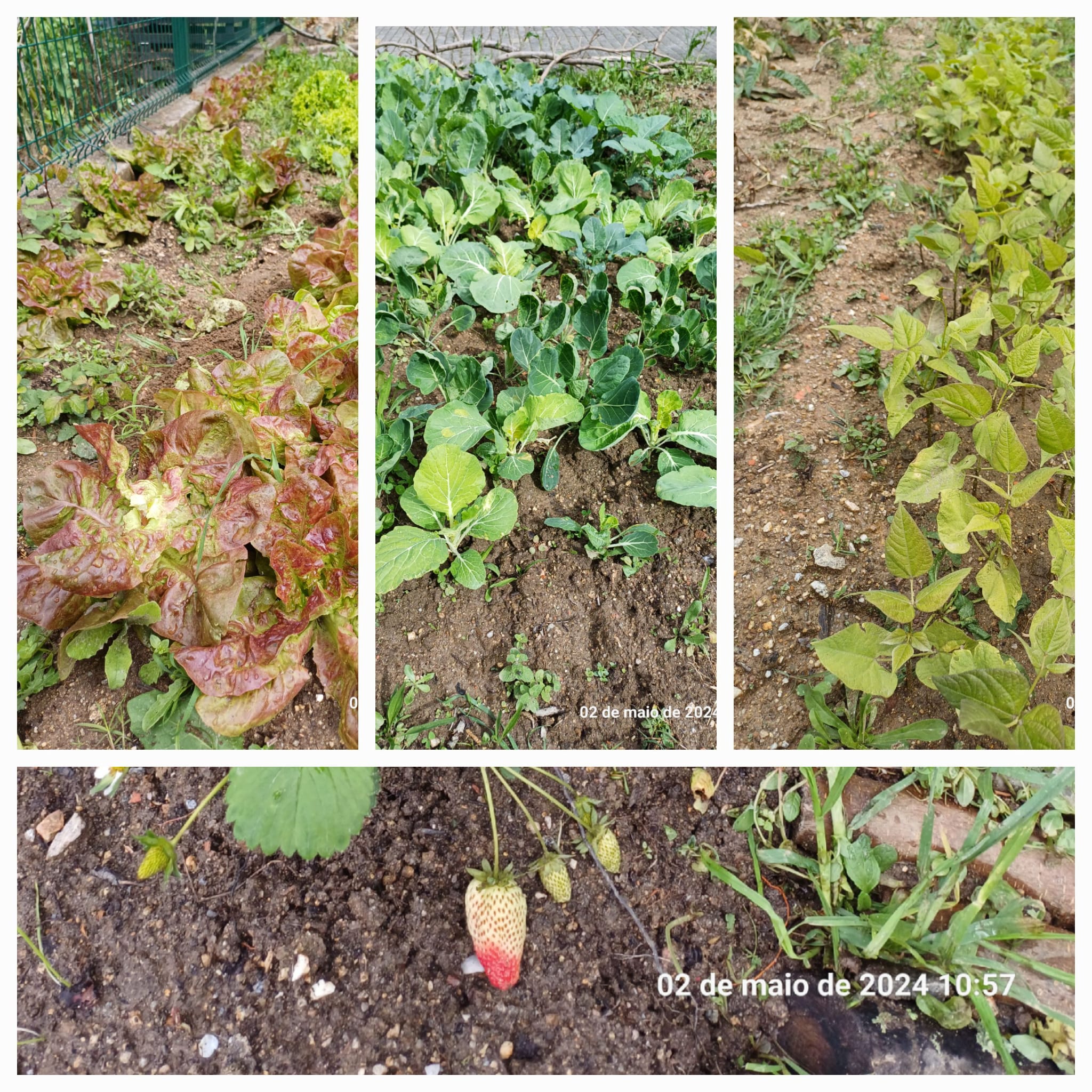 Fotos do dia 2 de maio: estamos mesmo felizes com a "Nossa Horta"