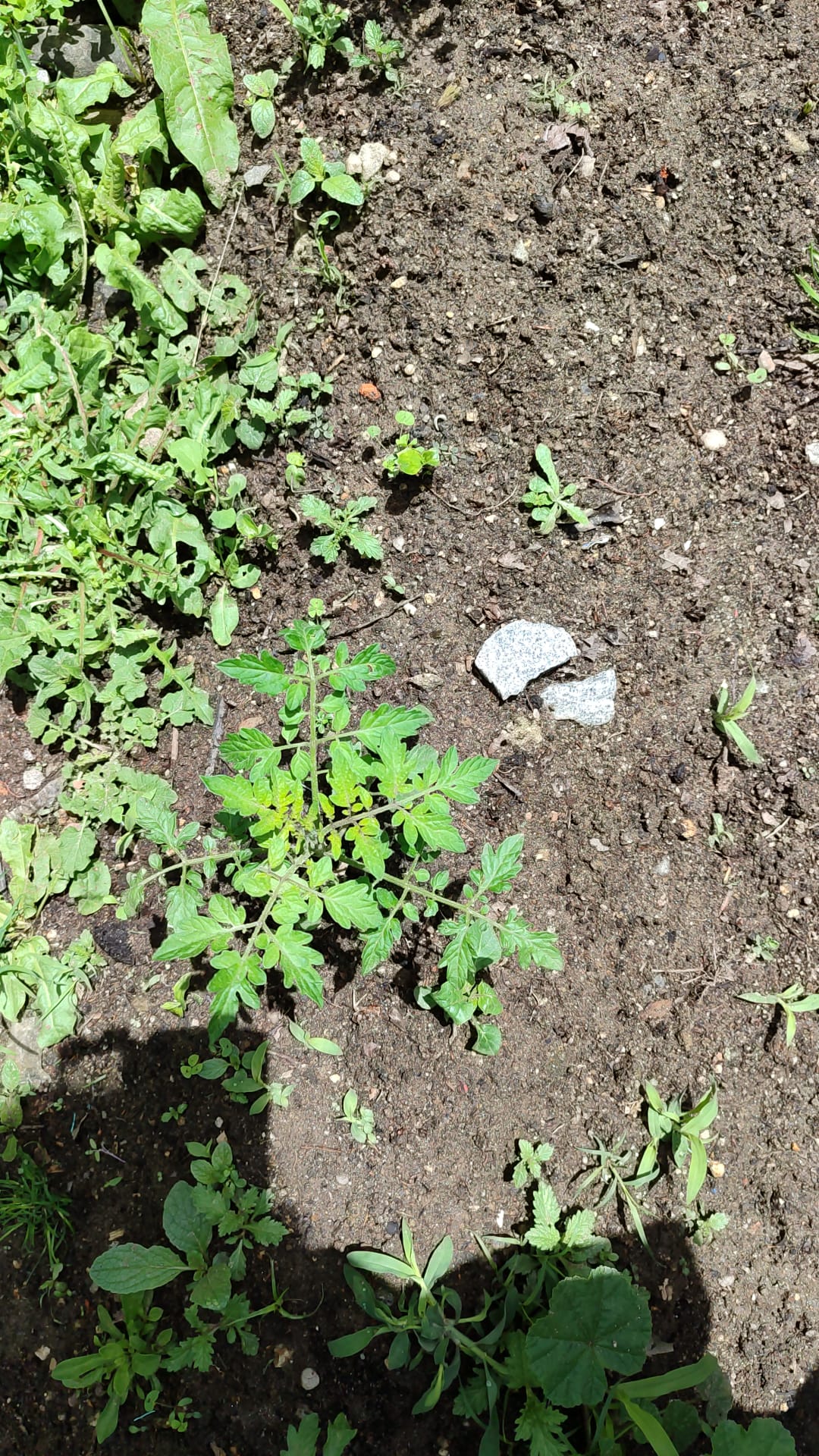 Os nossos tomates Cherry também já começam a crescer.
