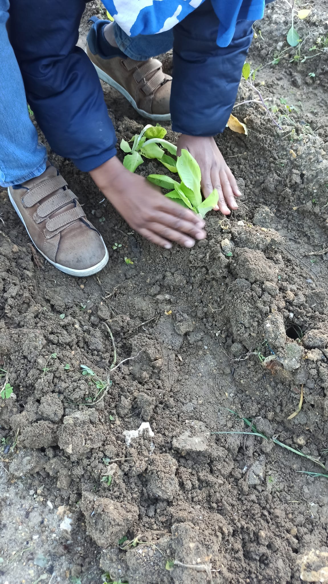 Inicio da plantação na nossa Horta