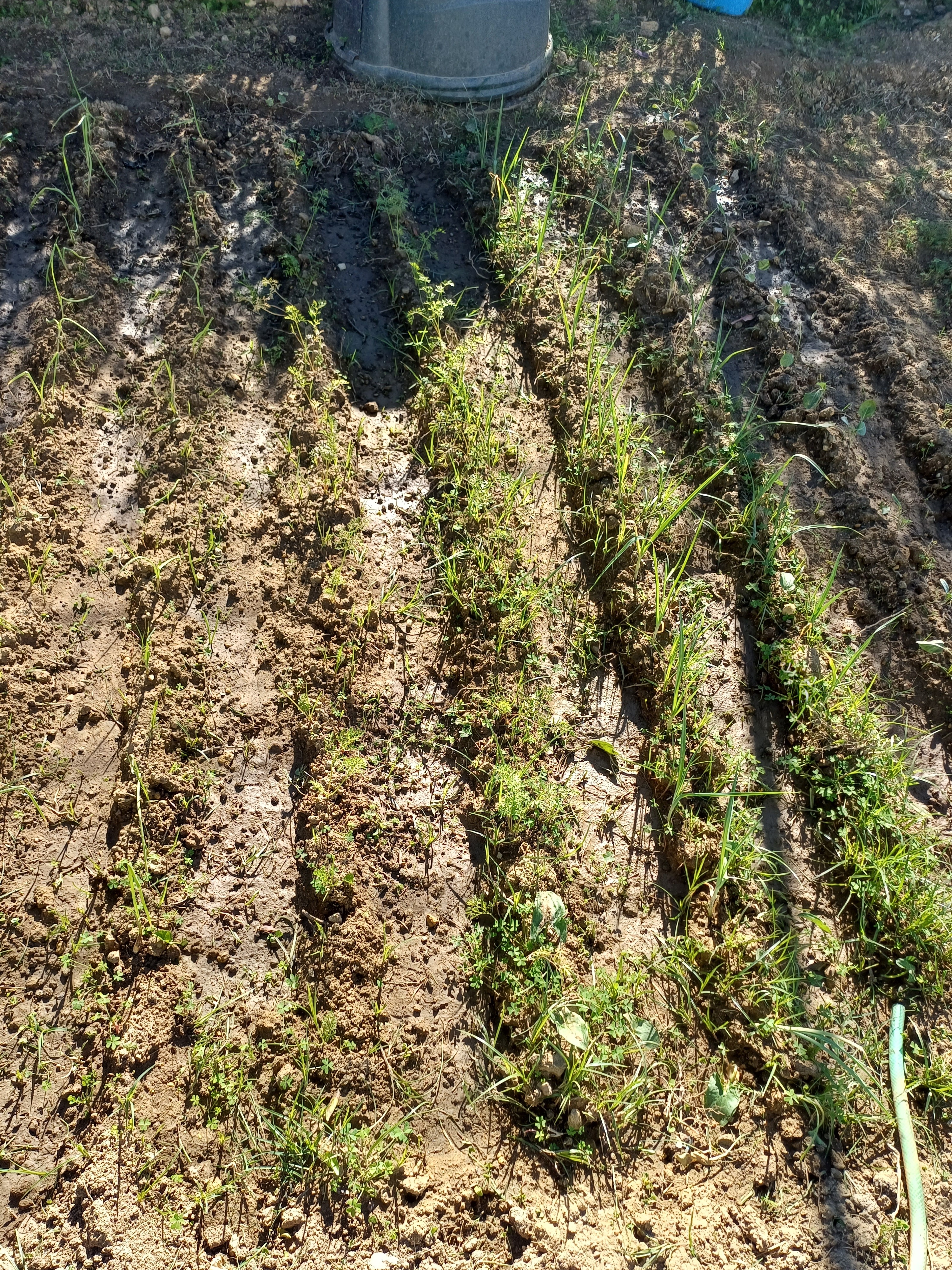 O crescimento das plantas