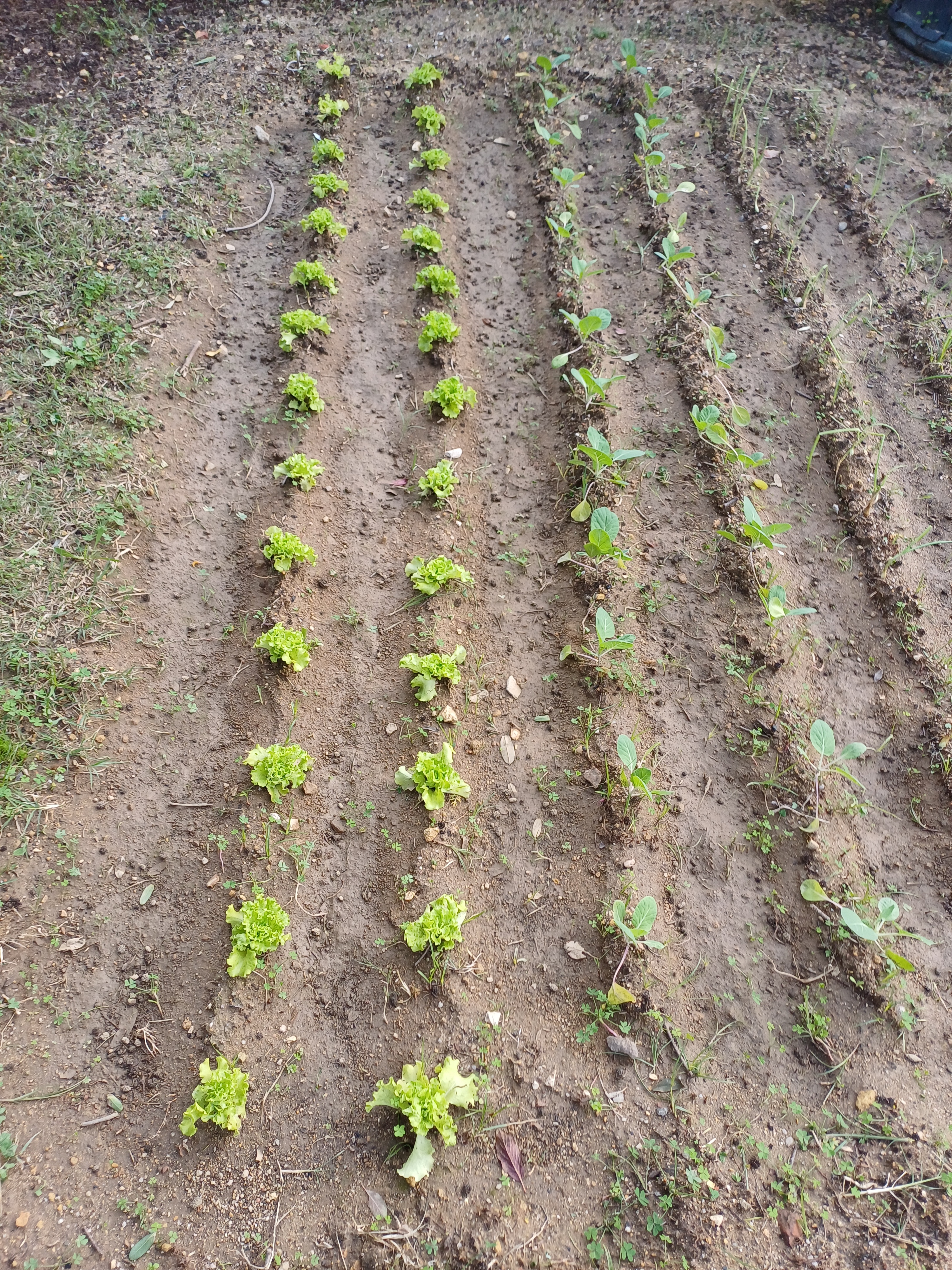 Já temos plantas!
