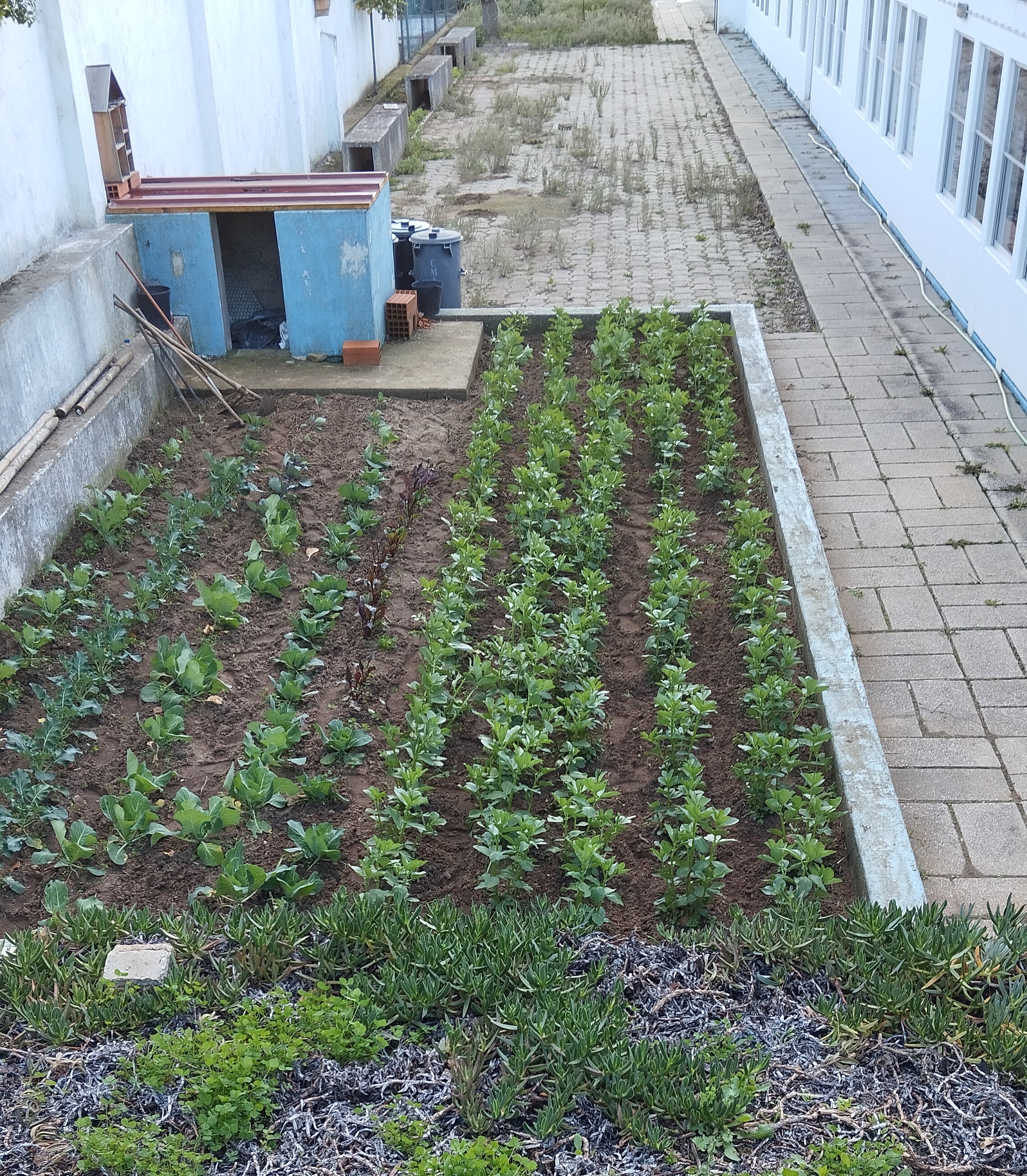 A nossa horta em janeiro