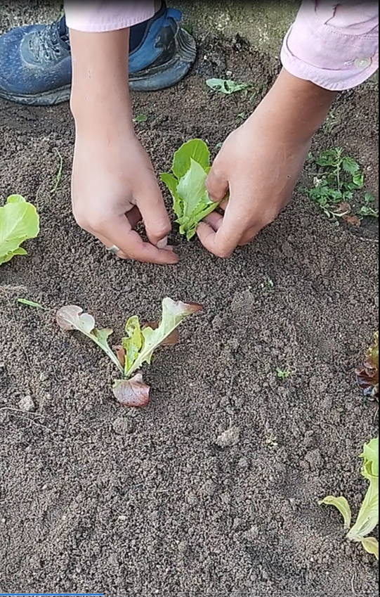 As alfaces plantadas estão quase prontas.