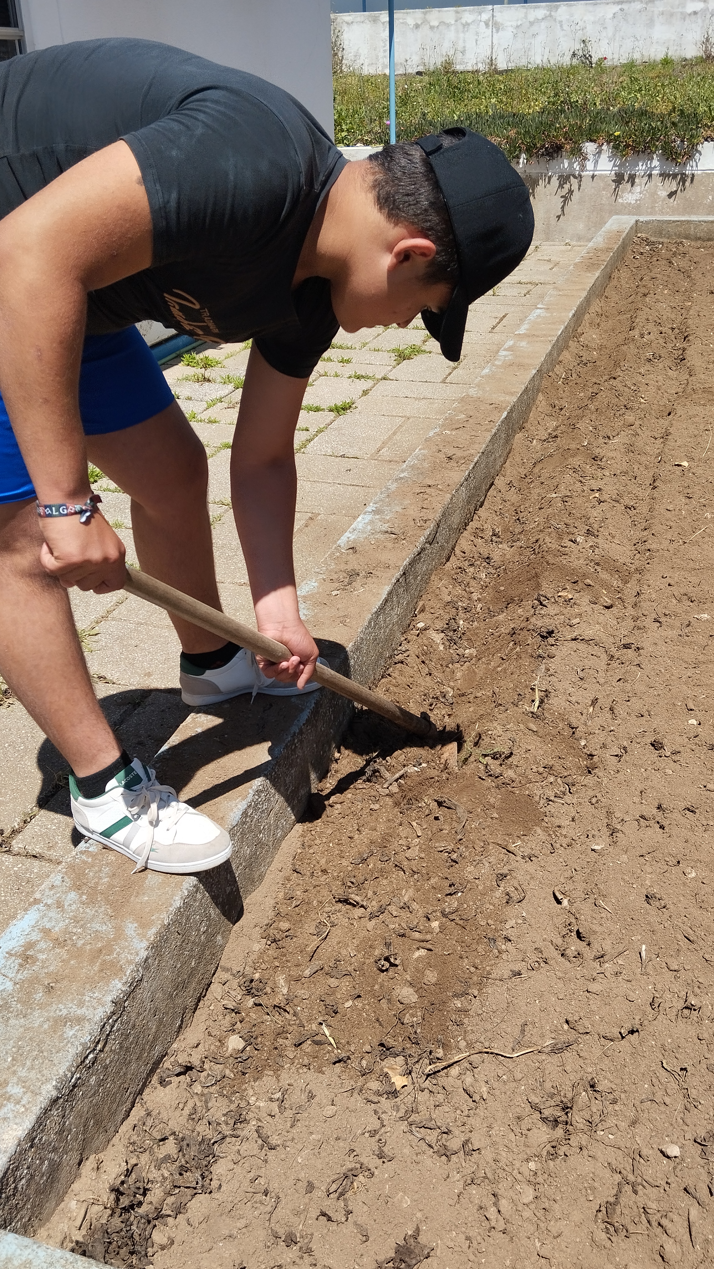 Preparação para Plantação de 80 tomateiros