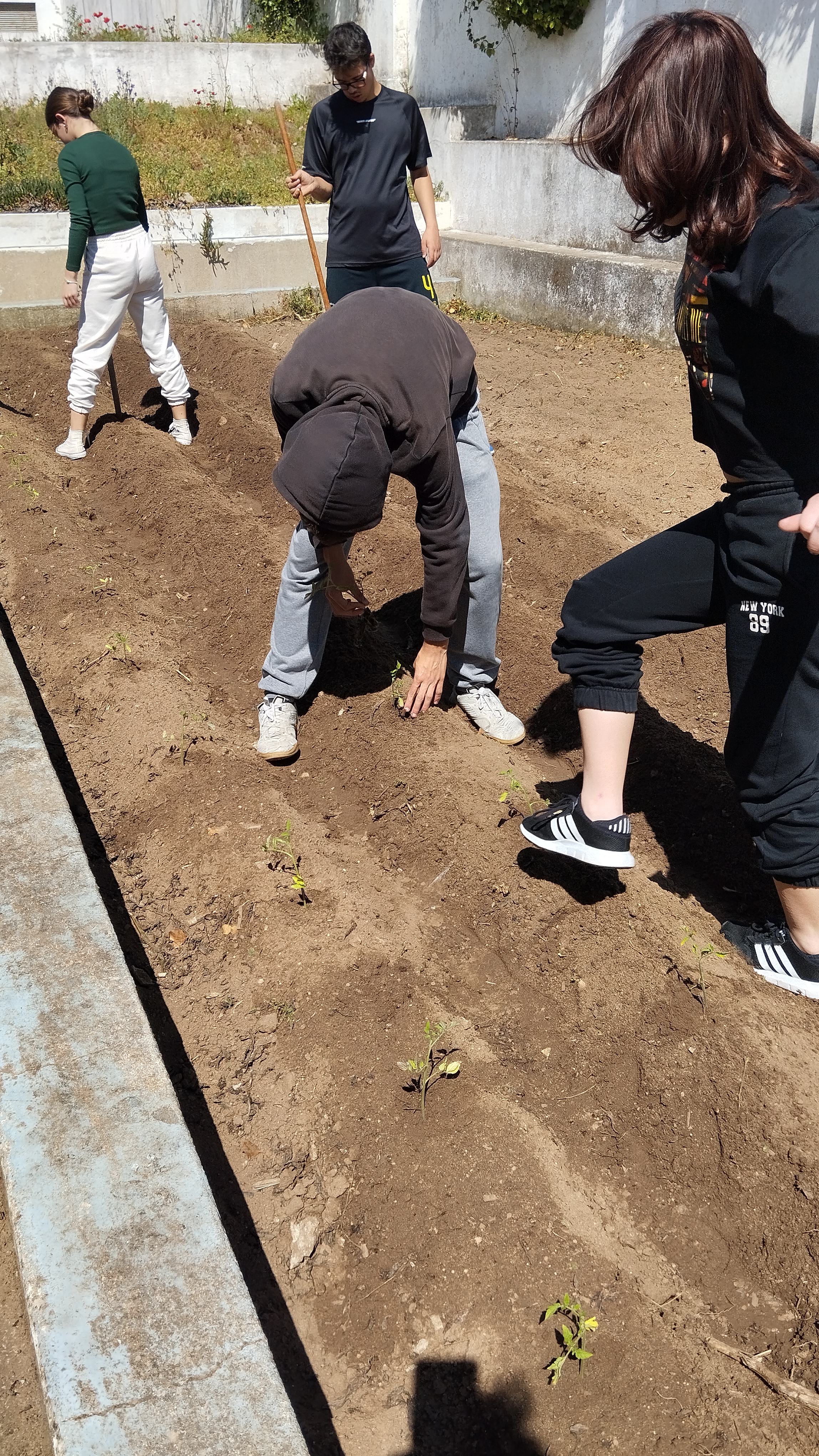 Plantação de 80 tomateiros