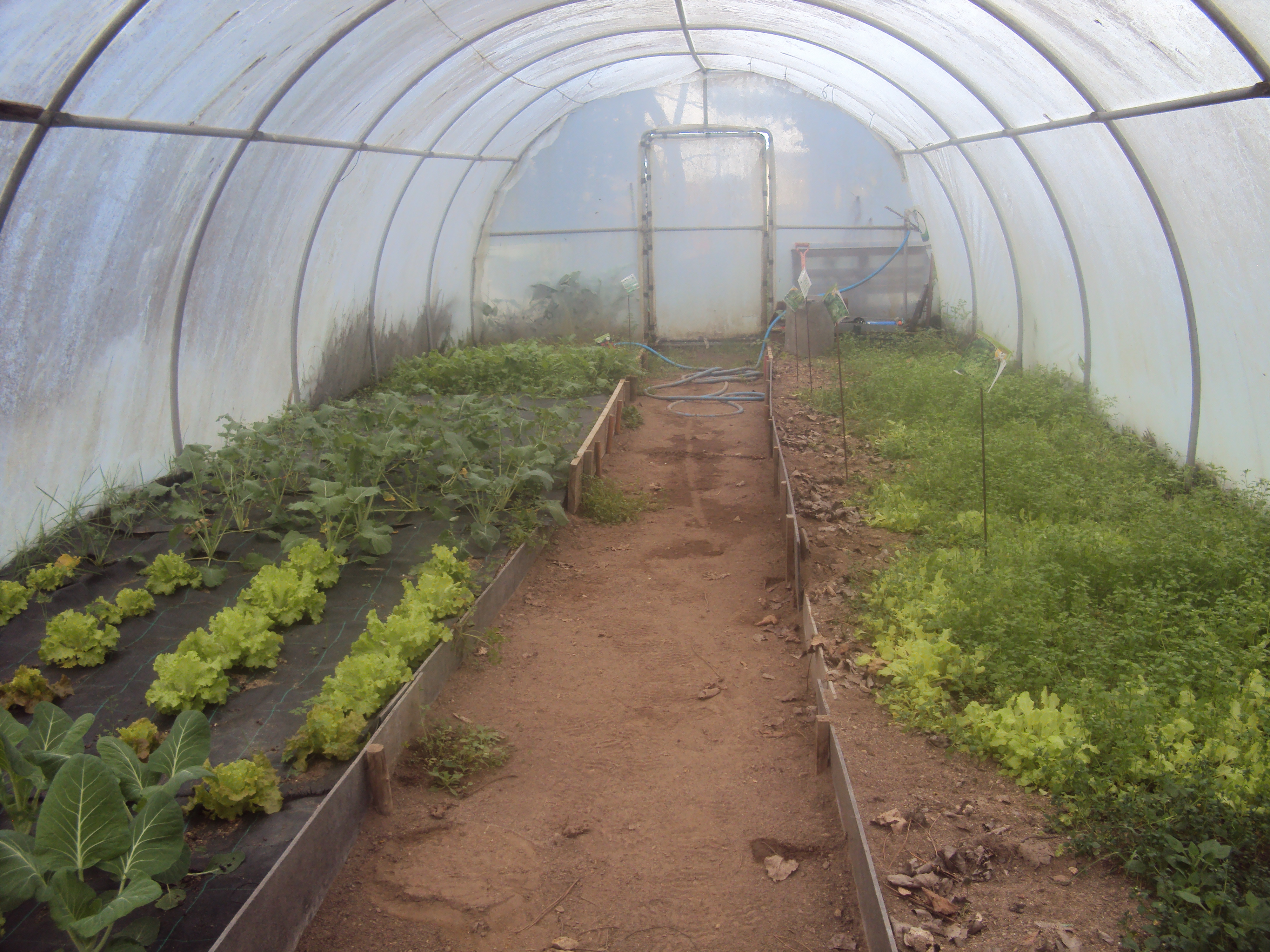 Aspeto dos dois canteiros em 18-1-2024. As ervas daninhas estão a retiradas do canteiro da direita nas para não haver confusão entre plantas deixou-se crescer para ser possível diferenciar as plantas e manter.