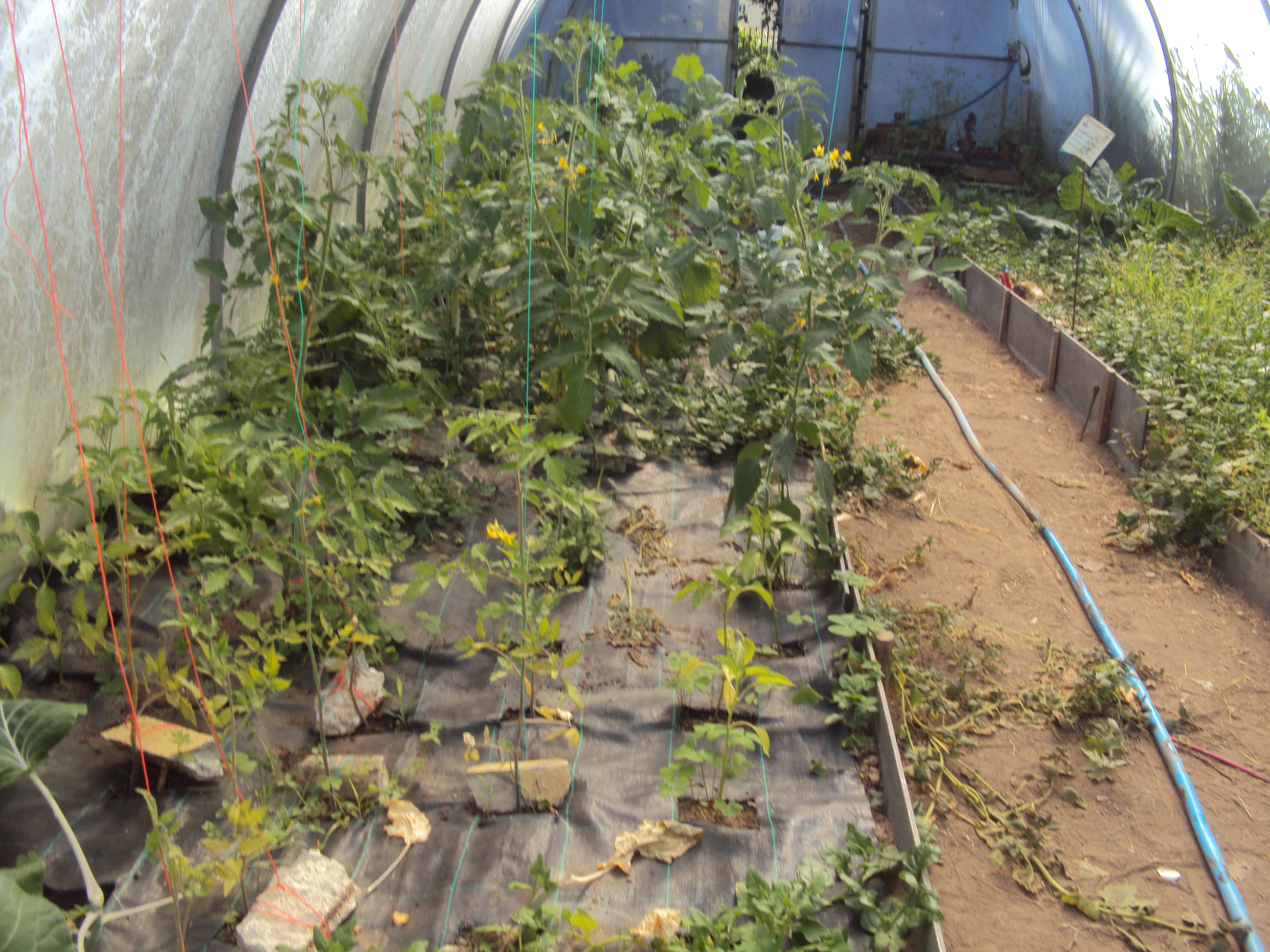 Visão da parte esquerda da Horta-Bio composta por pimentos, tomates, alface, couve-nabiça, espinafres, melancia, alface, meloas, rúcula.