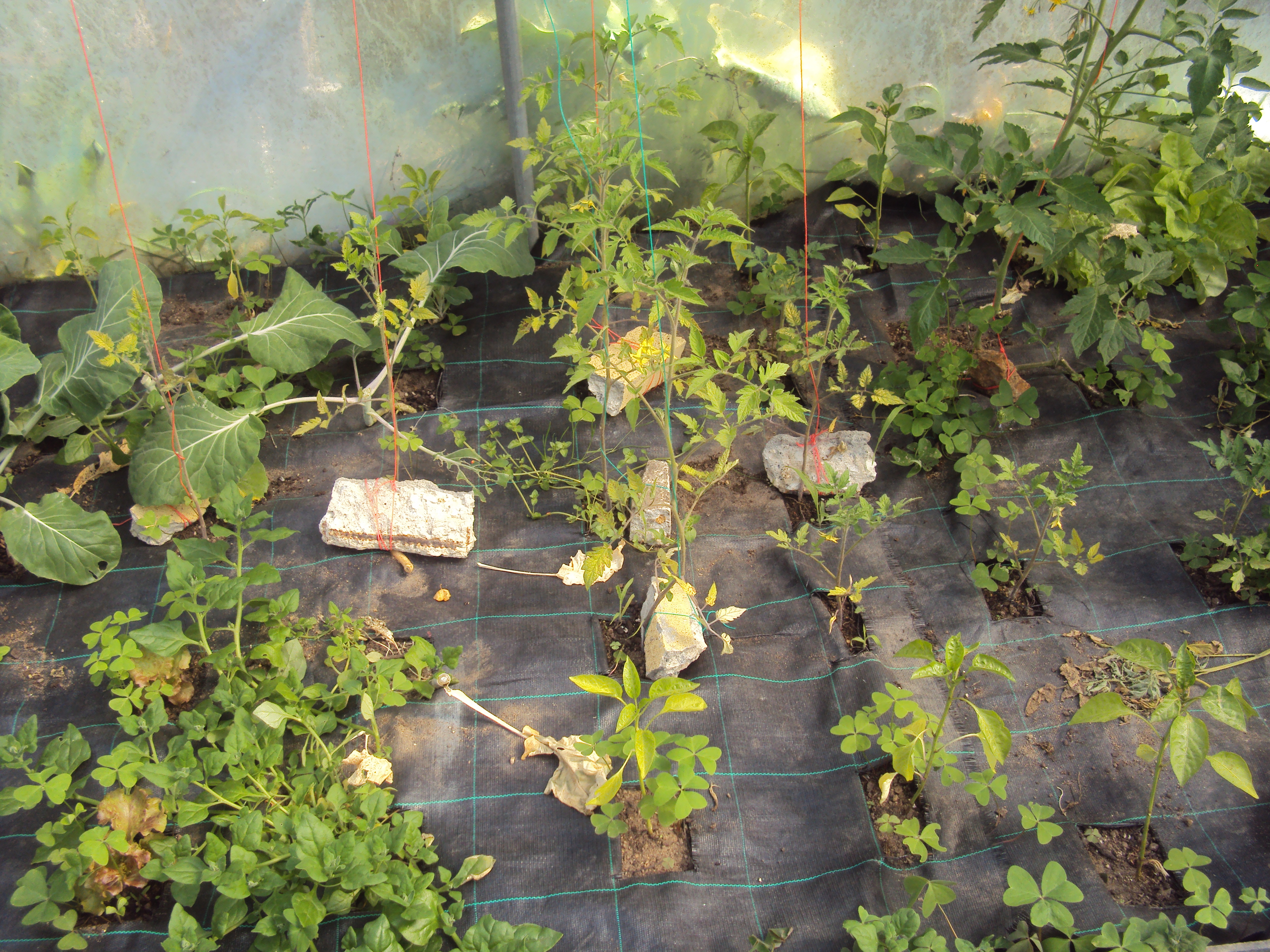 Pormenor da parte esquerda da Horta-Bio onde temos coassociação entre tomate, alface; espinafre, alface.