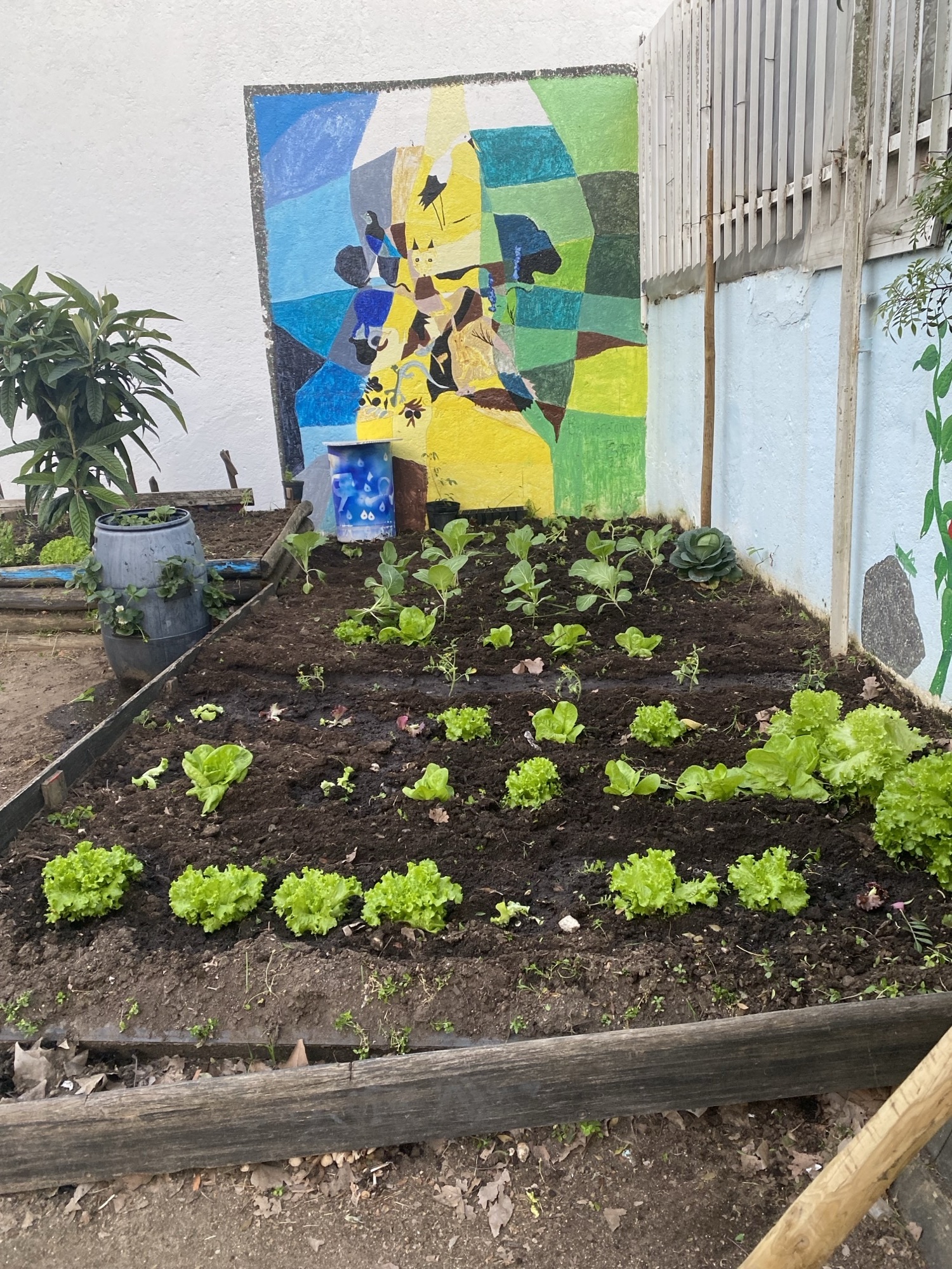 A horta com novas plantações